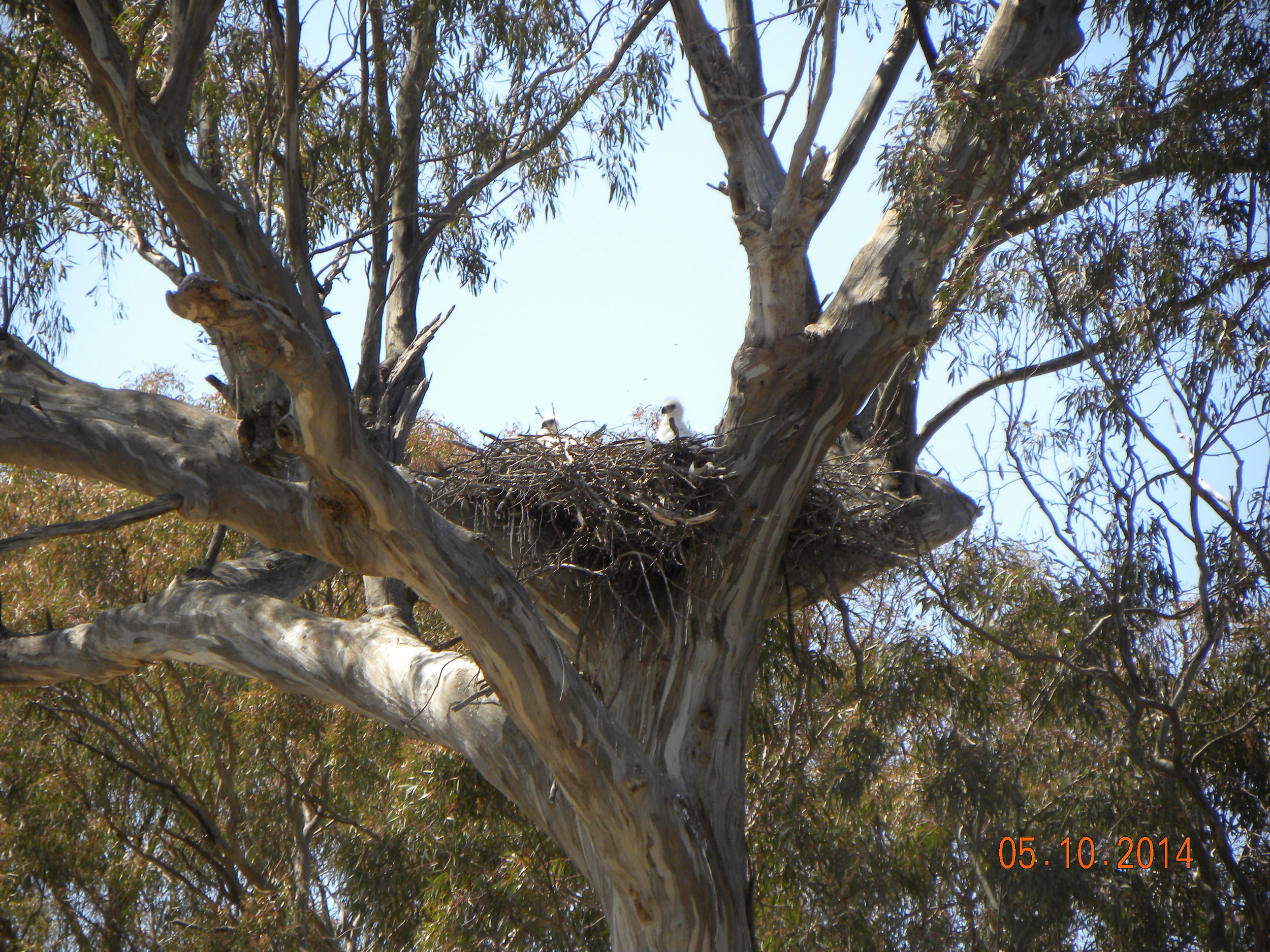 Wedgetailed Eagle Chicks