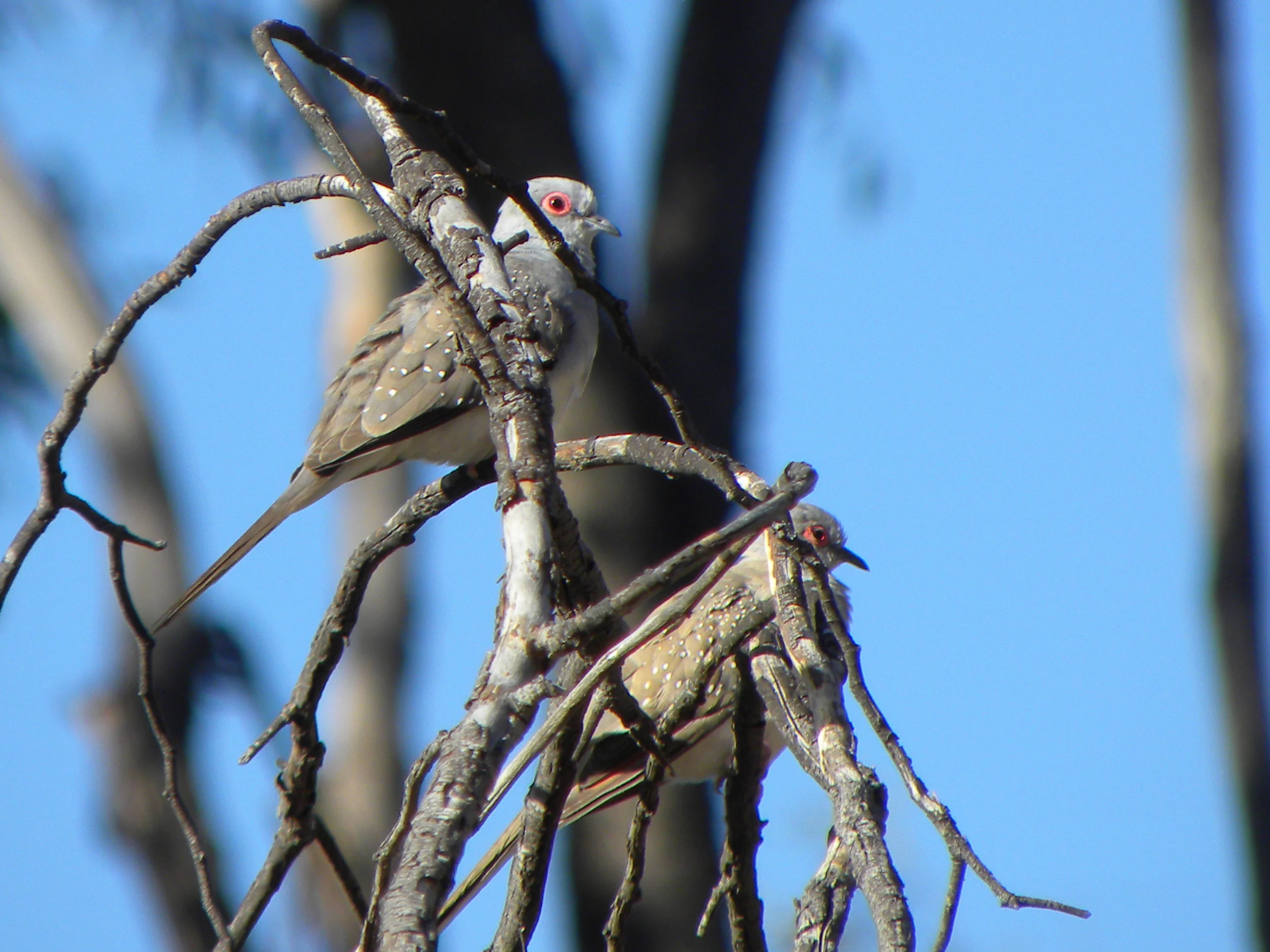 DSCN1741 - Diamond Dove - low res.JPG