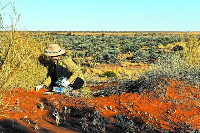 How do we study the impacts of management practices like culling on ground nesting bird species such as the endangered night parrot in Australia? Nest predation experiments.
.
.
.
#projectOzScav #scicomm #science #filmmaking #desert #outback #stories #science #ethabuka .
.
@bushheritageaus