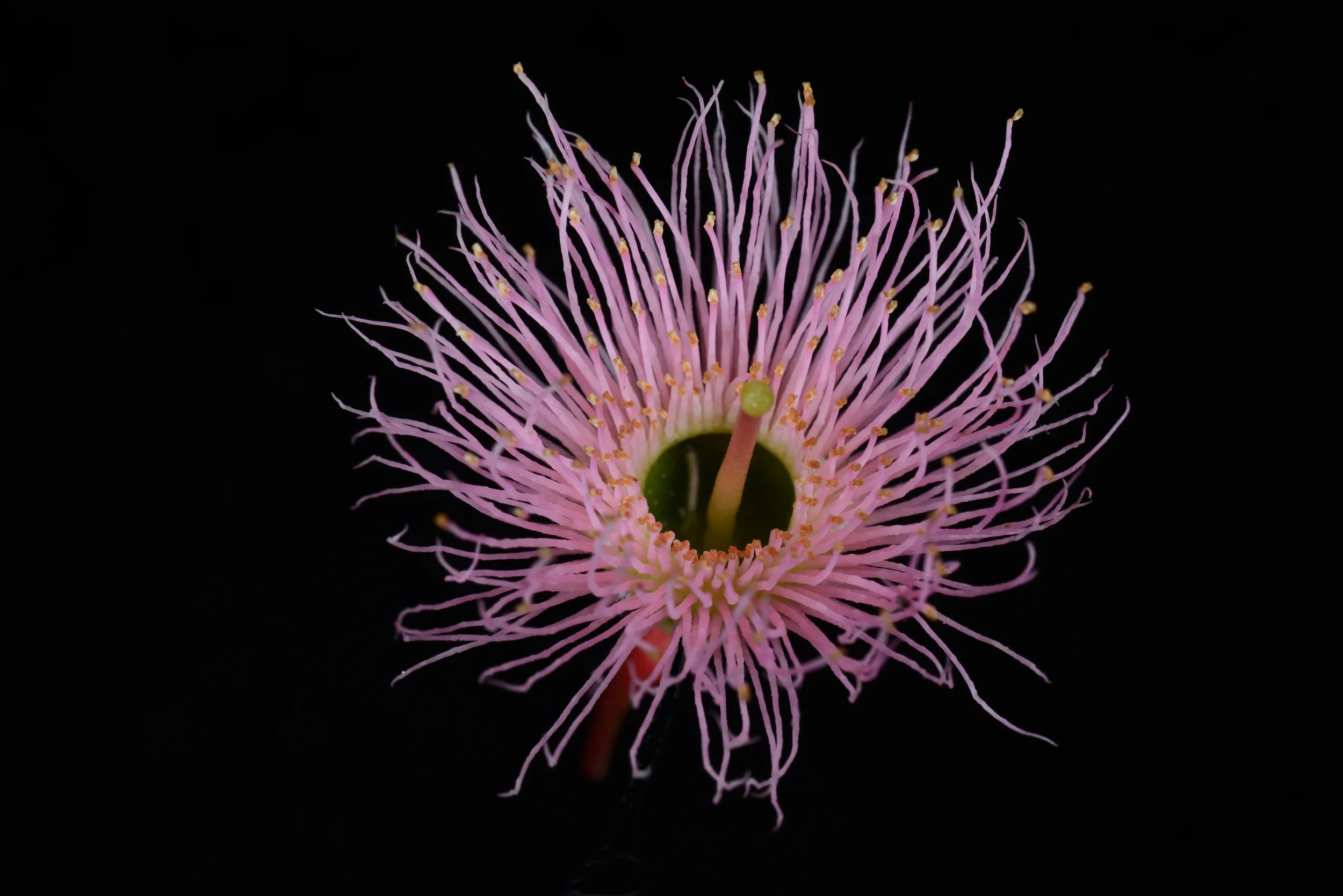 Eucaliptus