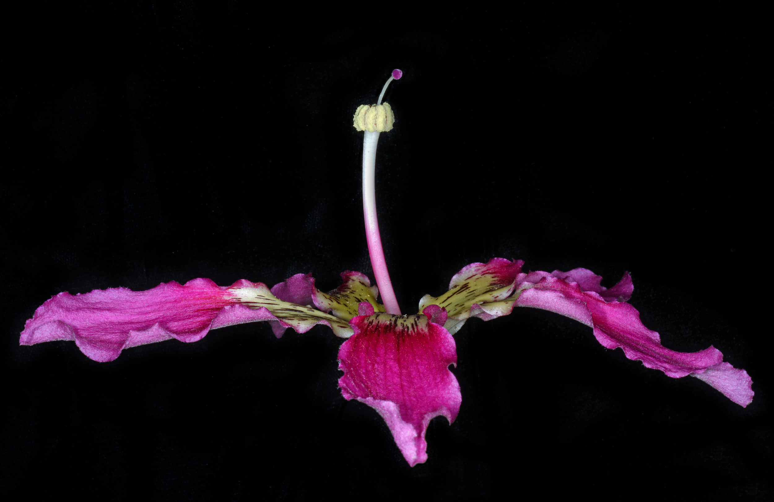  Silk floss tree 