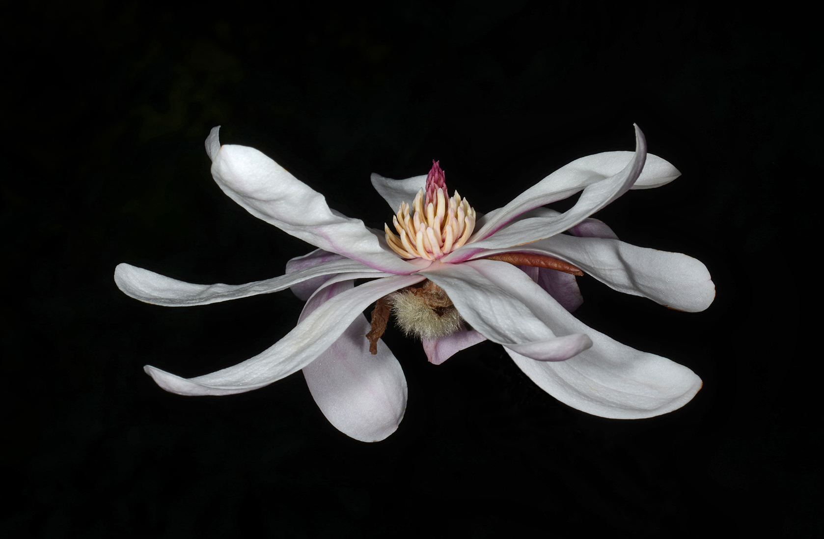  Star magnolia 