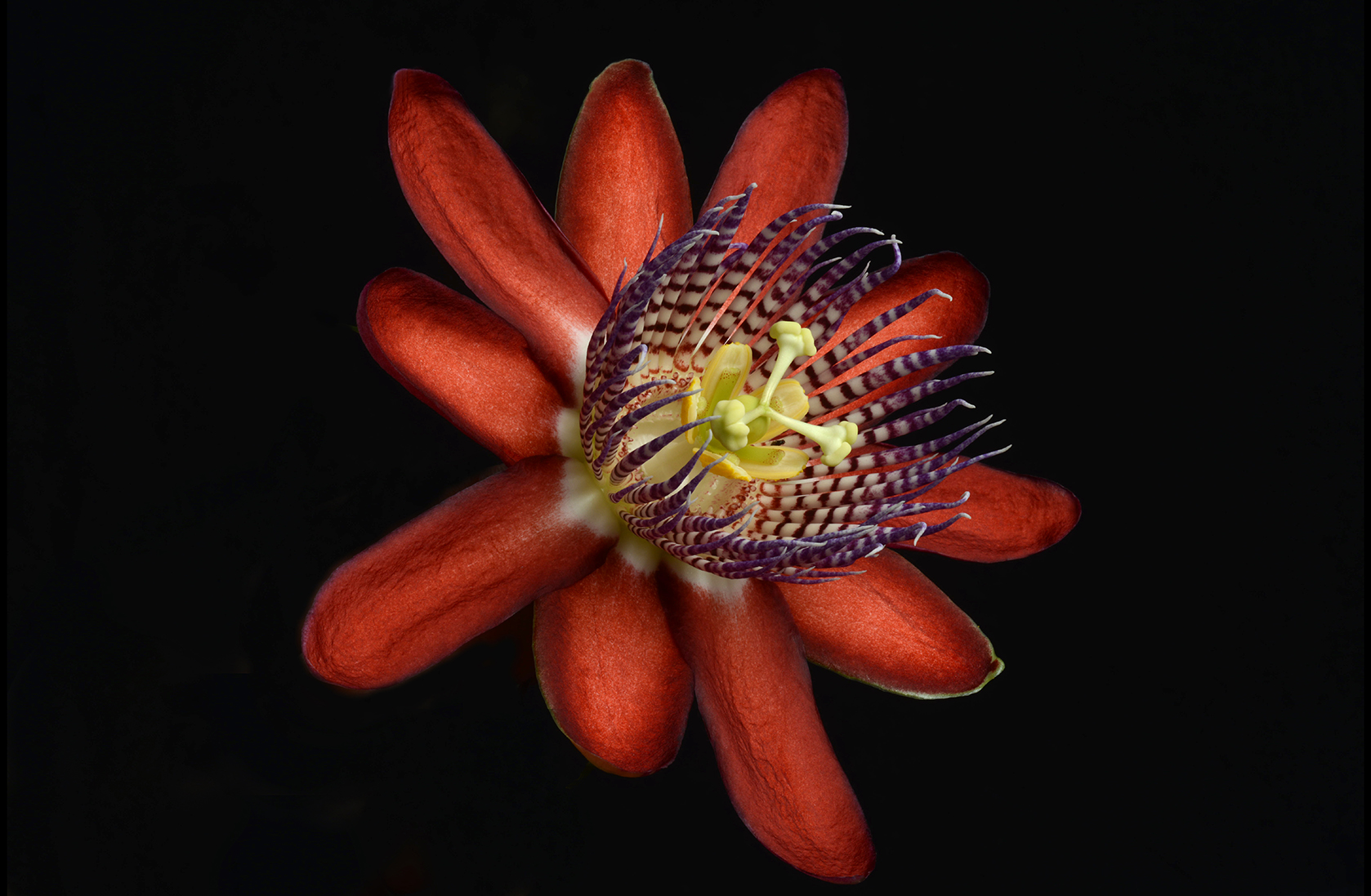  Ruby-glow passionflower 