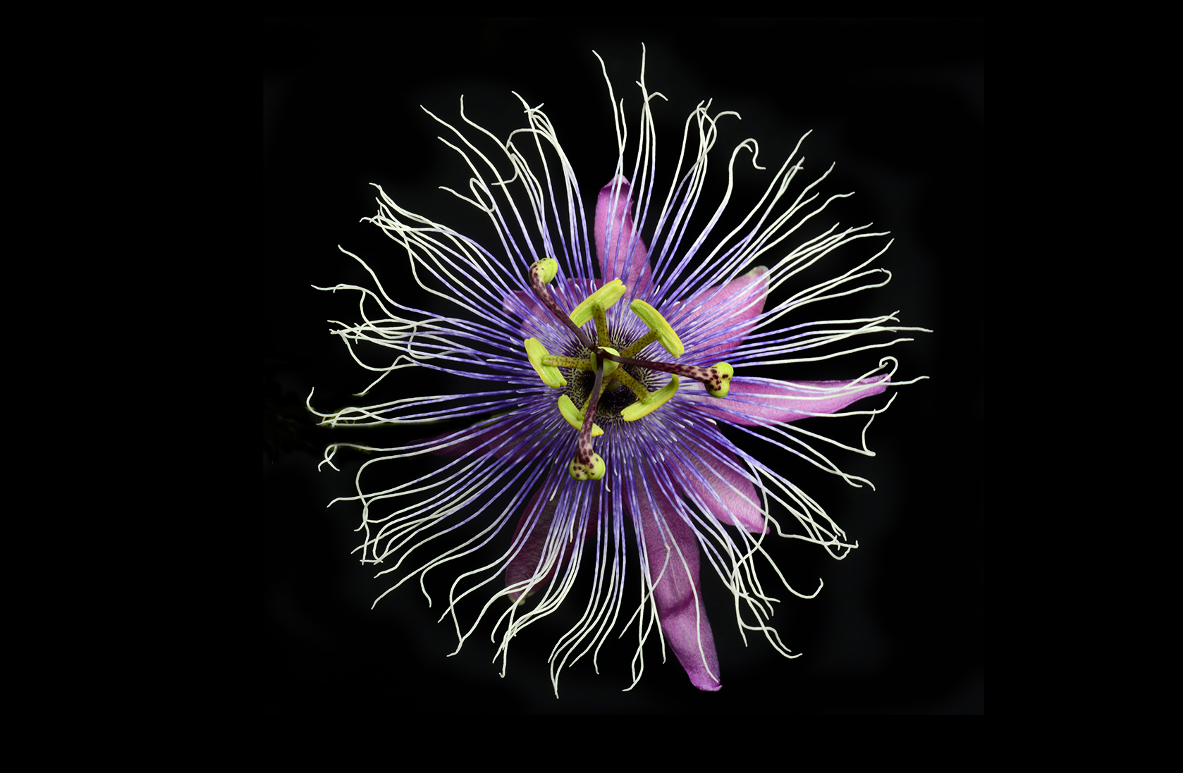  Purple passionflower 
