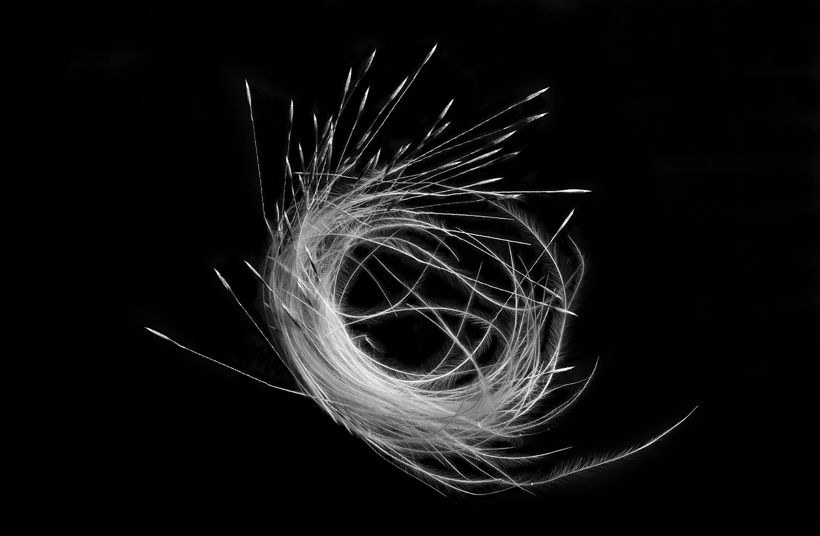 Bunchgrass