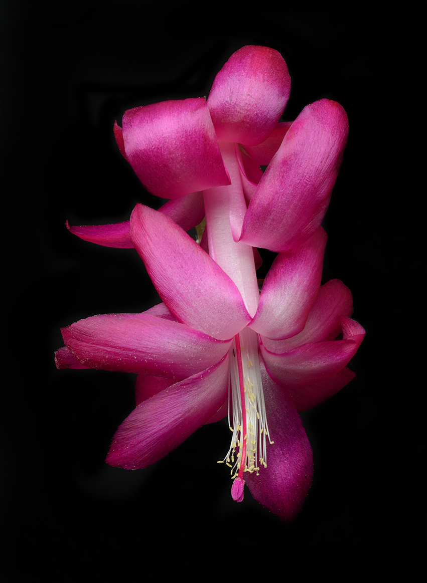  Holiday cactus 