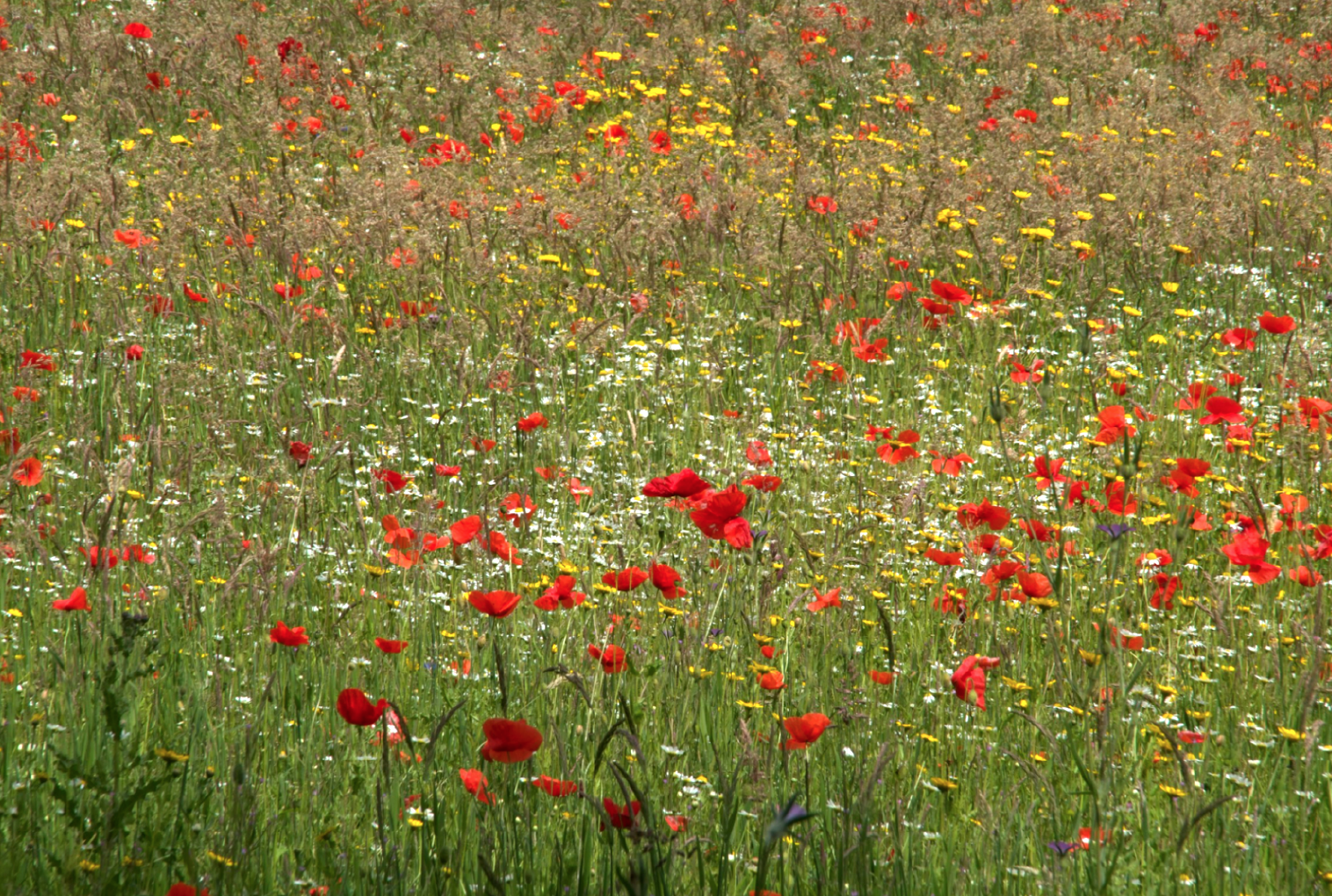 NEW MONTHLY COURSE:PREPARING THE GROUND with Melanie Willsher and Pema Clark