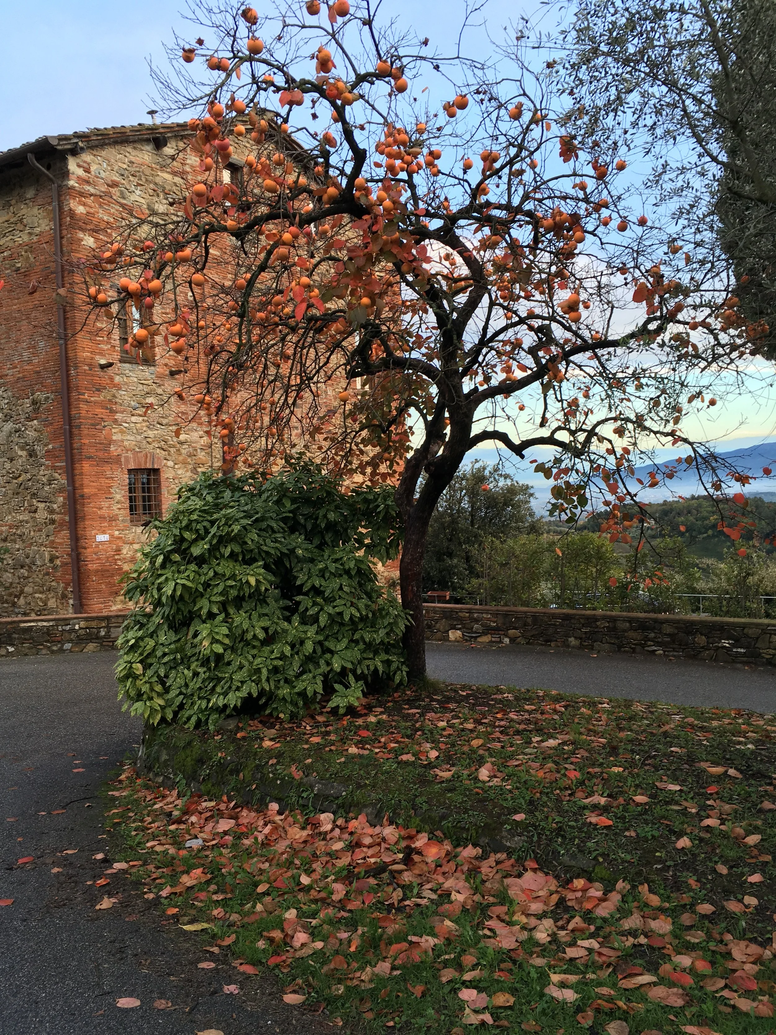 MORNING WORKSHOP YOGA AND ROSEN