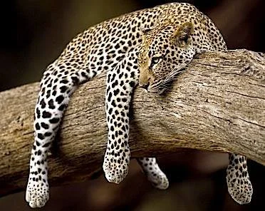 QIGONG WITH CATHY TALBOYS