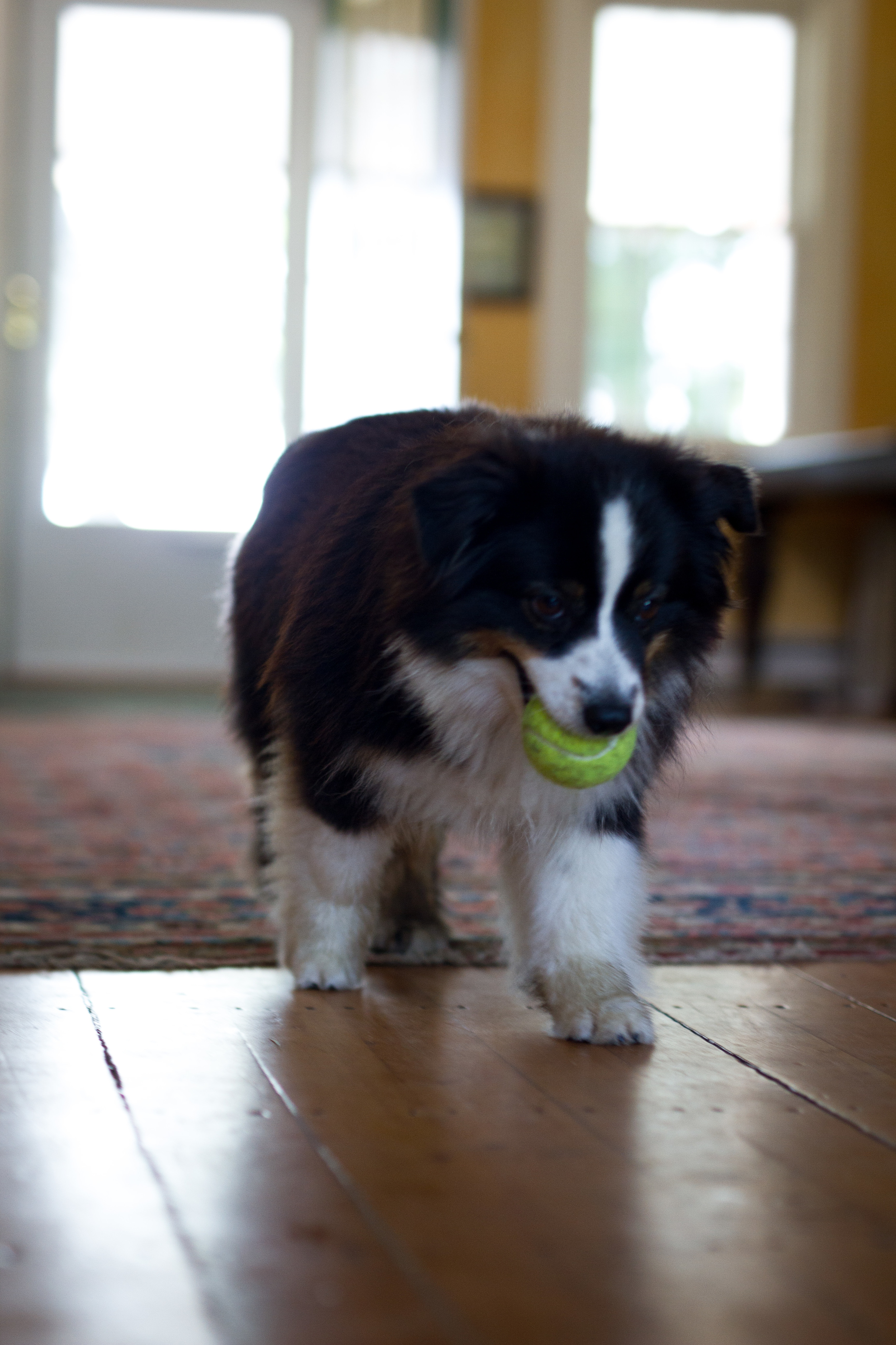 Bodhi-5.jpg