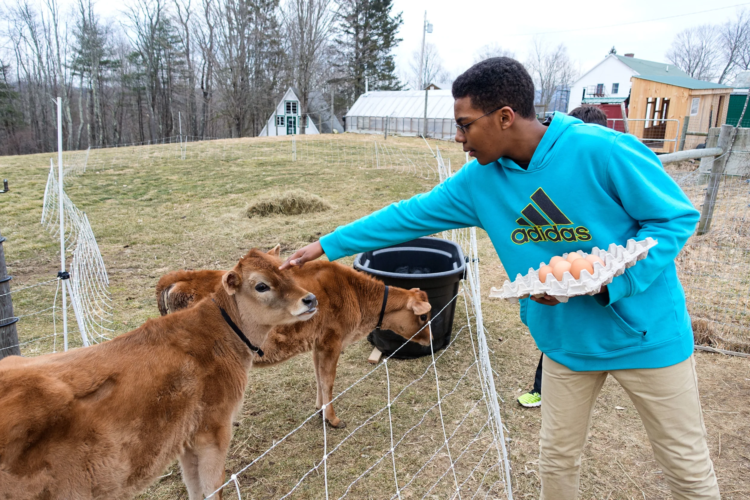 Meeting Clover and Sorrell, our new calves