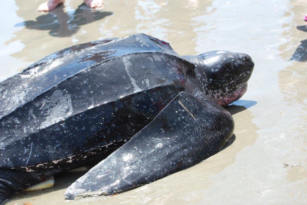 Leatherback heading back to sea