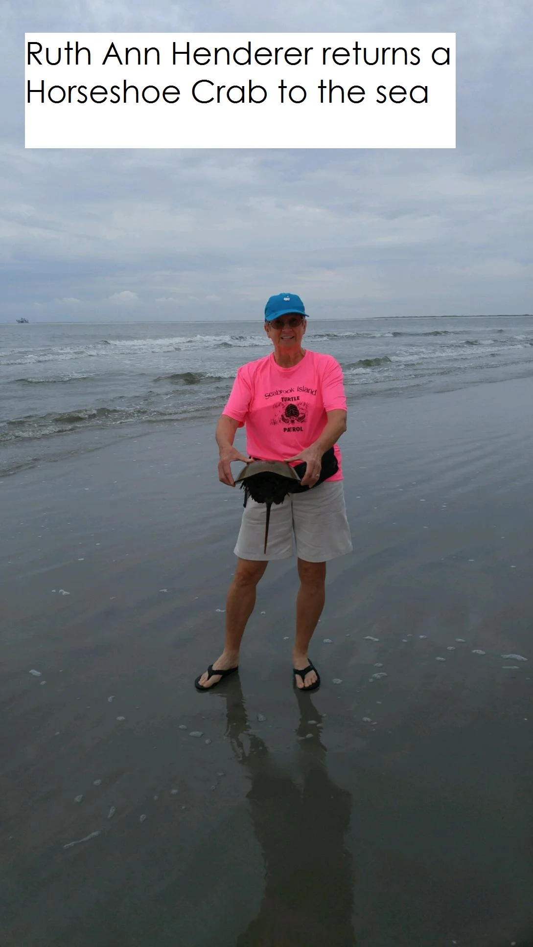 Horseshoe Crab 7-16.jpg