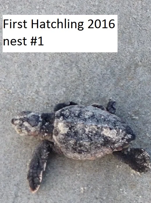 first hatchlingof 2016 7-11-16.jpg