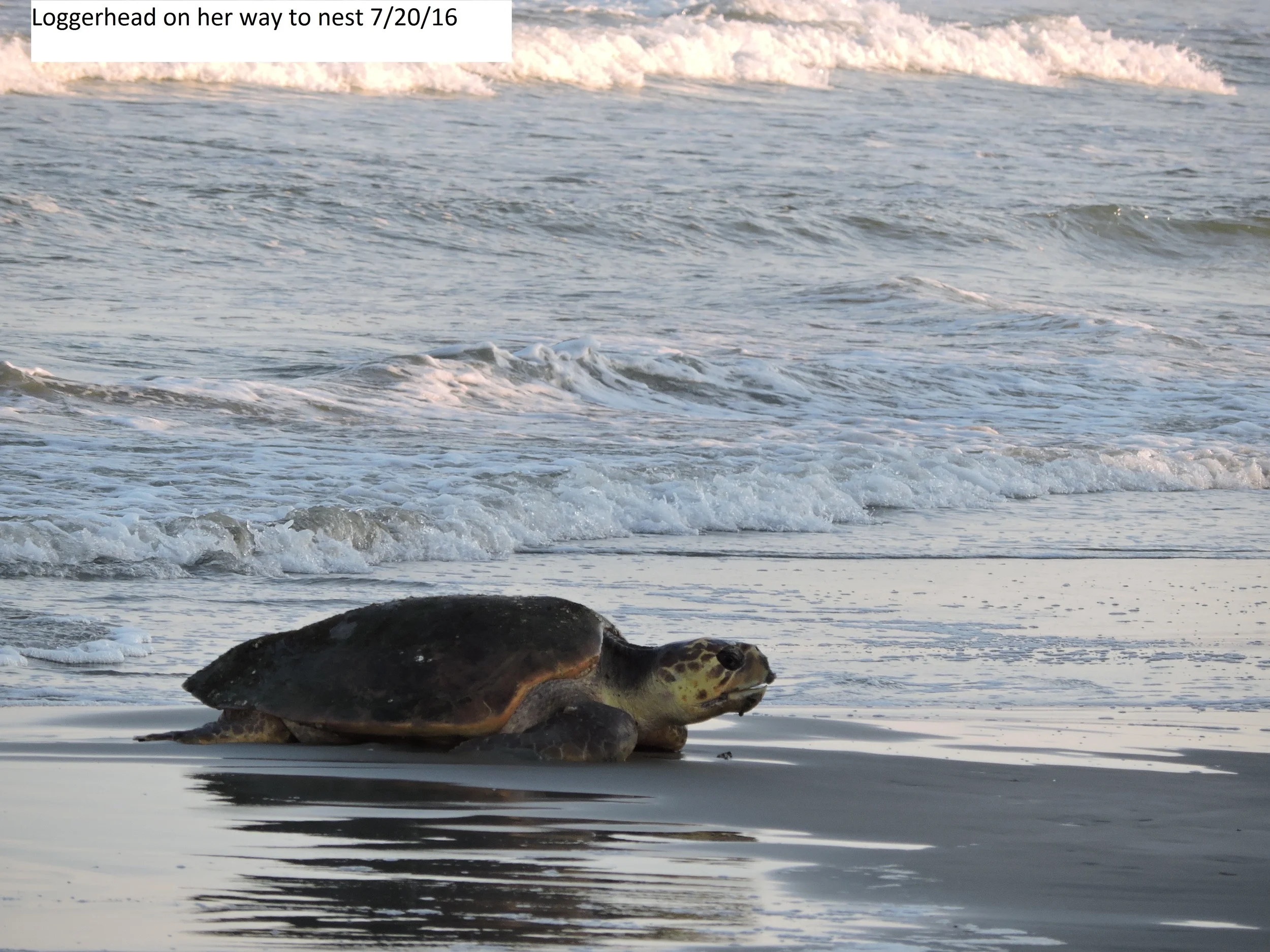 loggerhead on her way to nest - 7-20-16.jpg