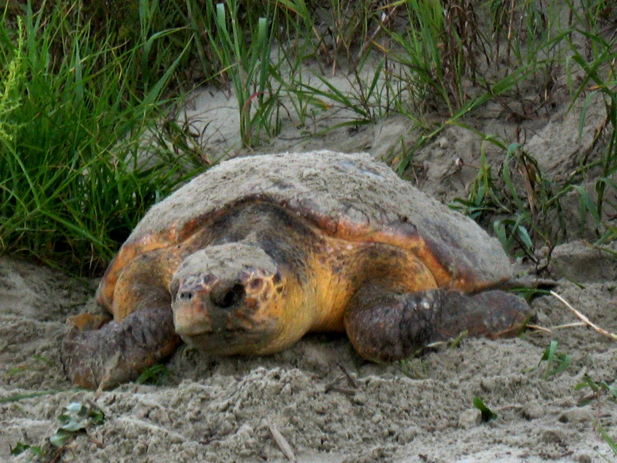 Nesting loggerhead on SI.JPG