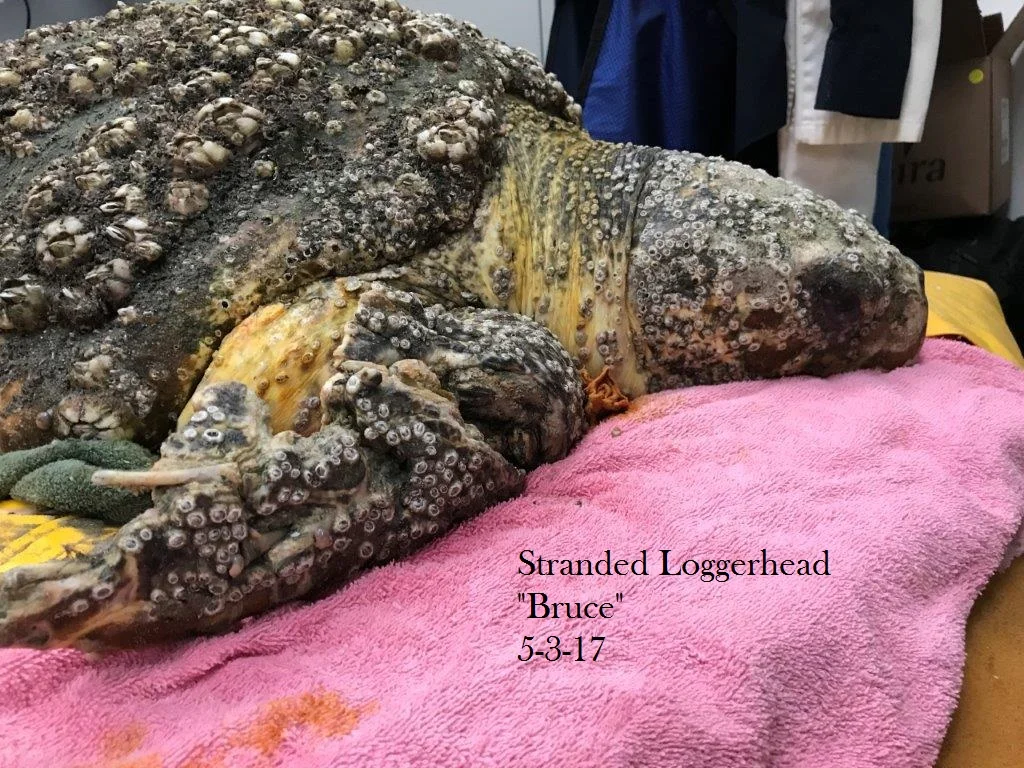 Stranded loggerhead bruce 5-3-17.jpg