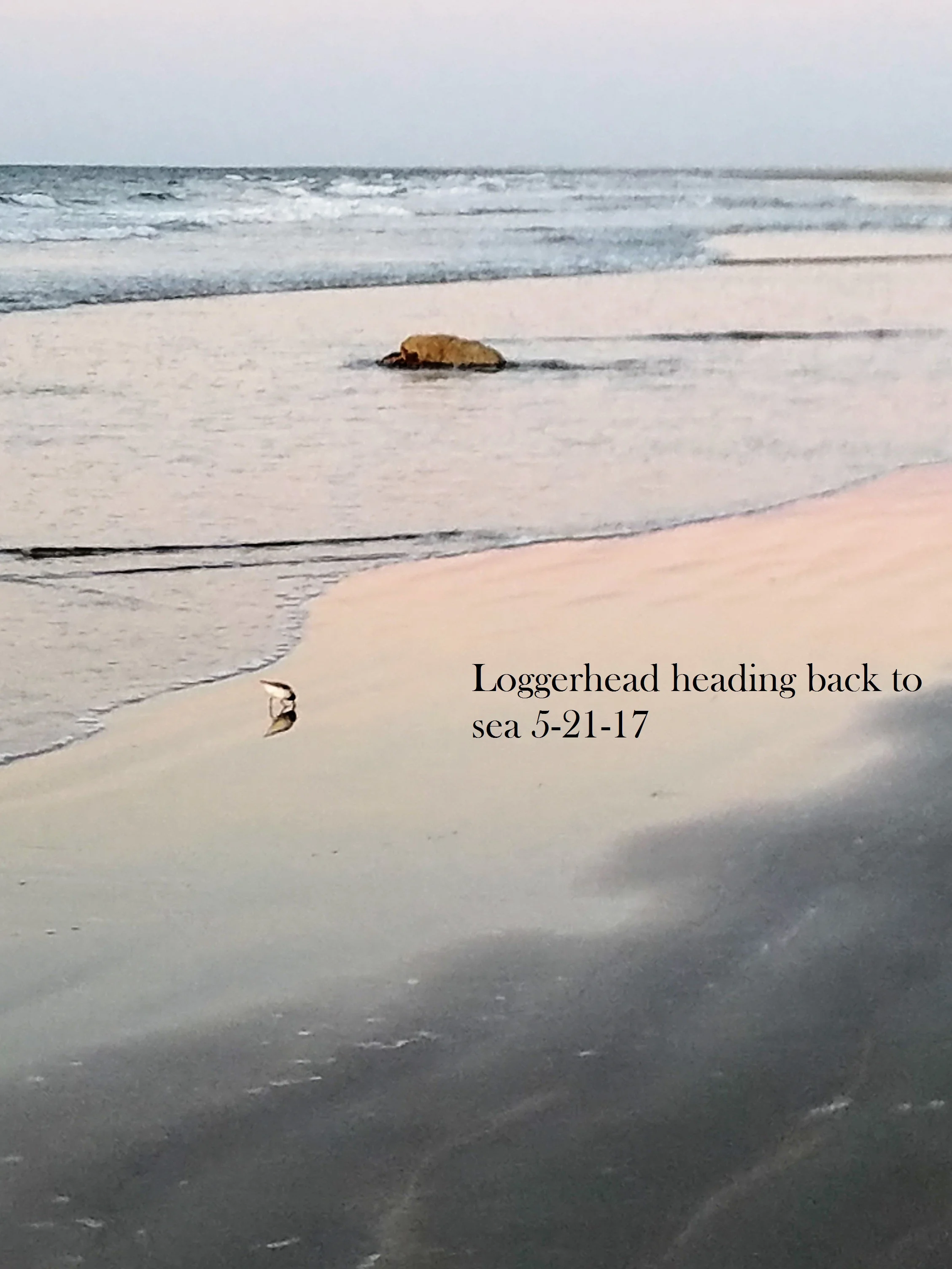 loggerhead heading back to sea 5-21-17.jpg