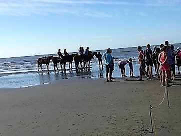  Even Horse Love Hatchlings