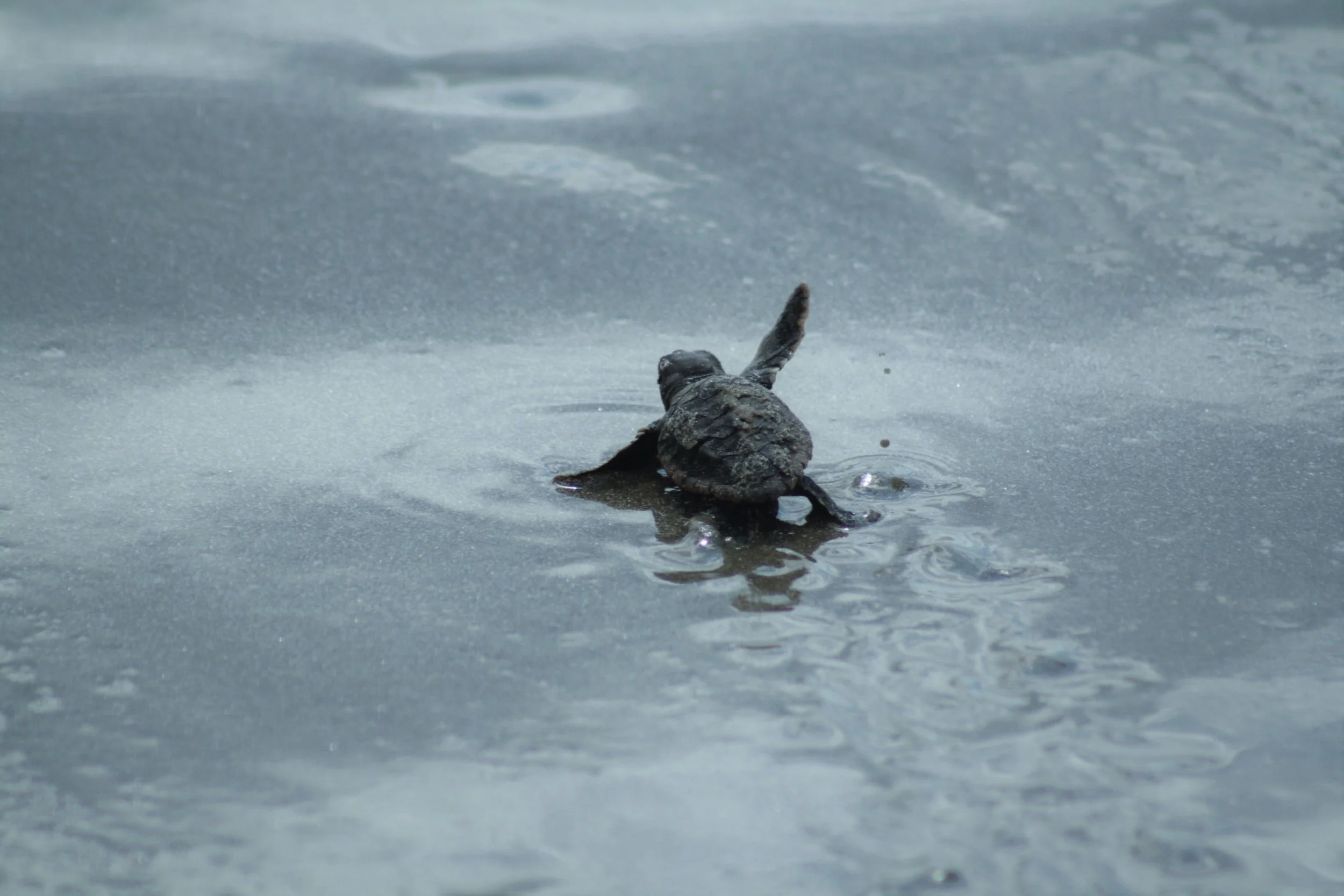 waving hatchling.jpg