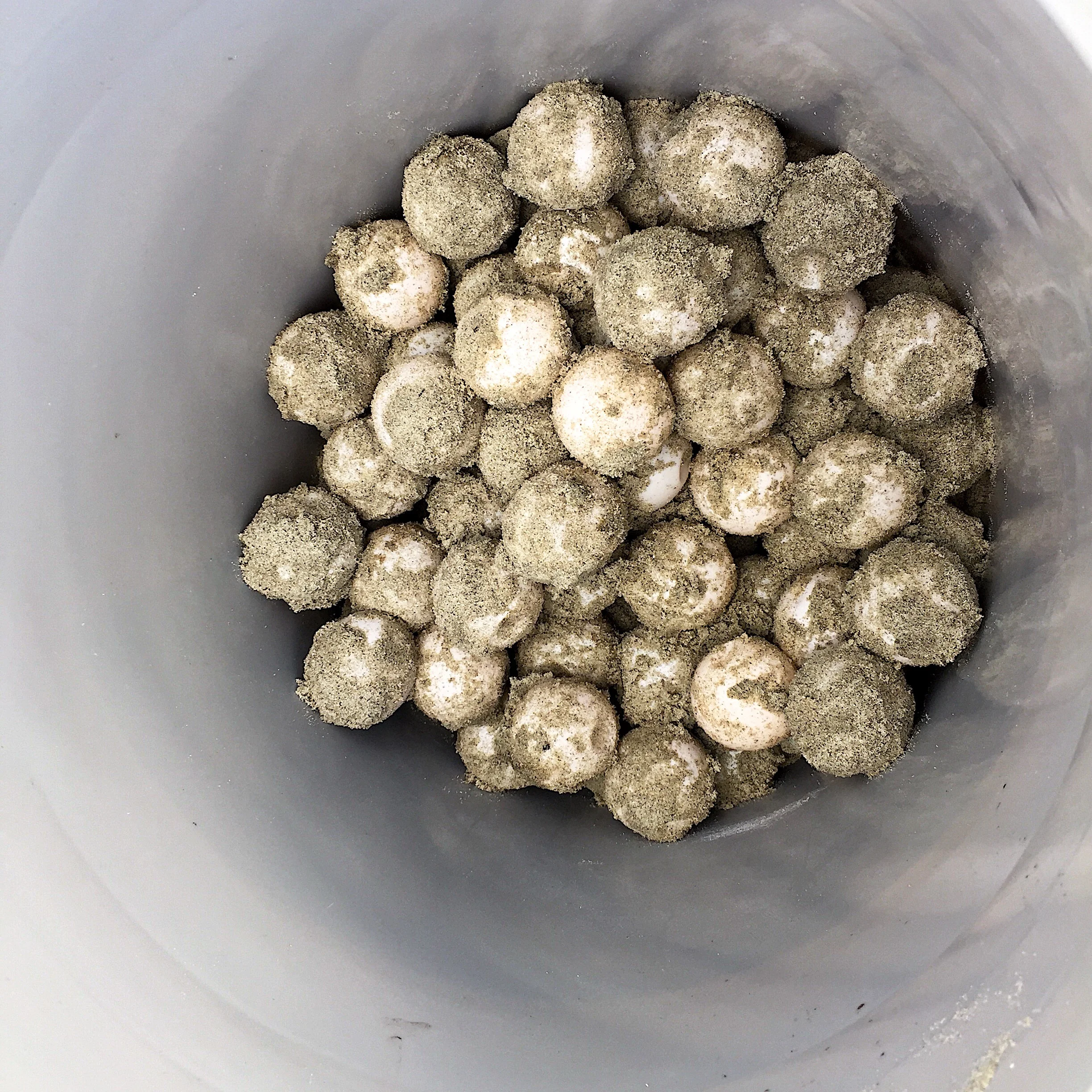 eggs 5-18.jpg