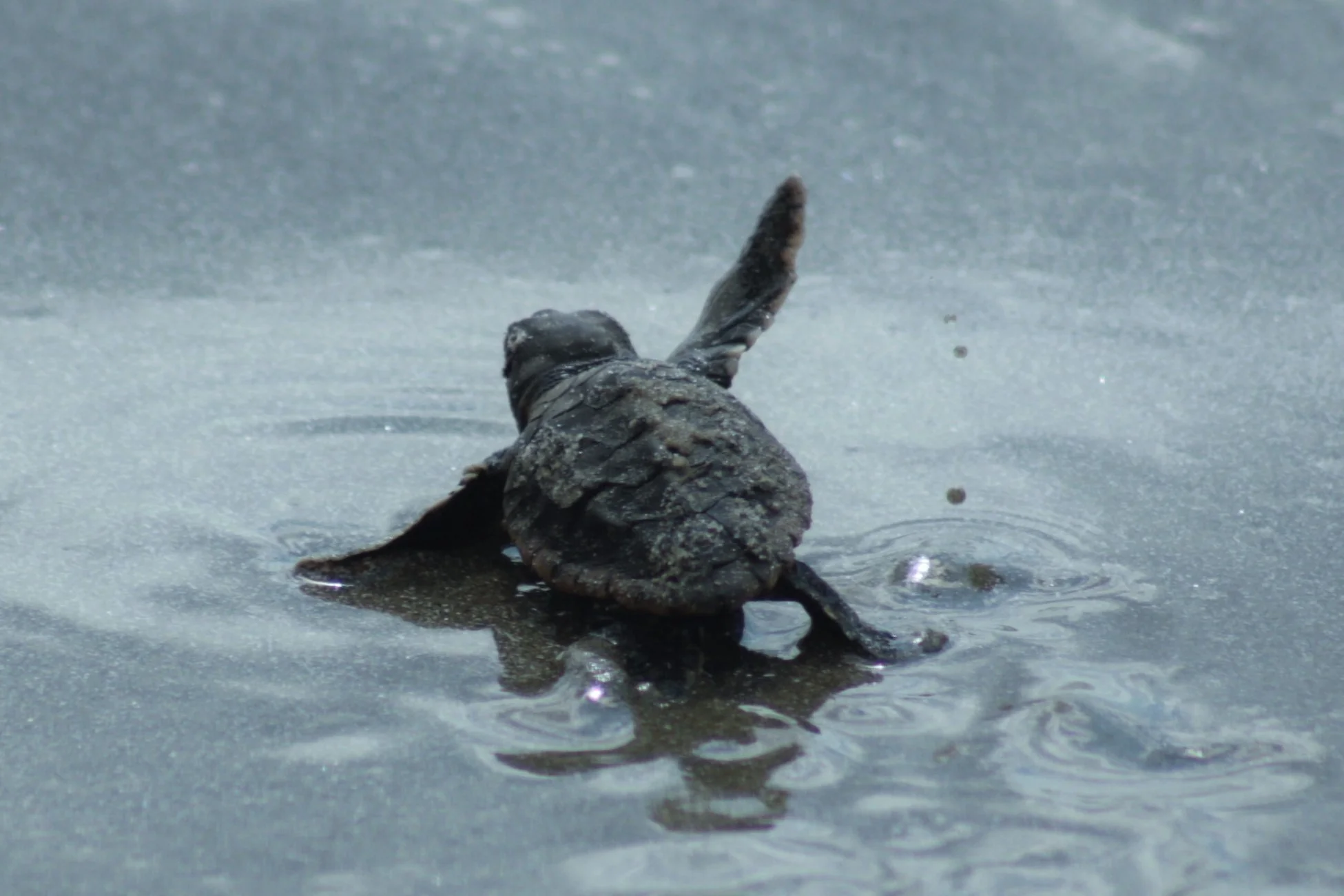 babyturtlewaving (2)cropped 10-17.jpg
