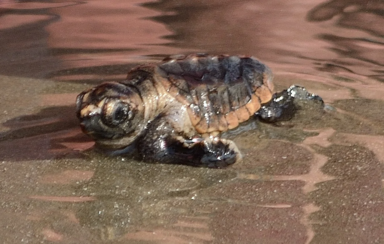 inventory4 7-18-18 hatchling.JPG