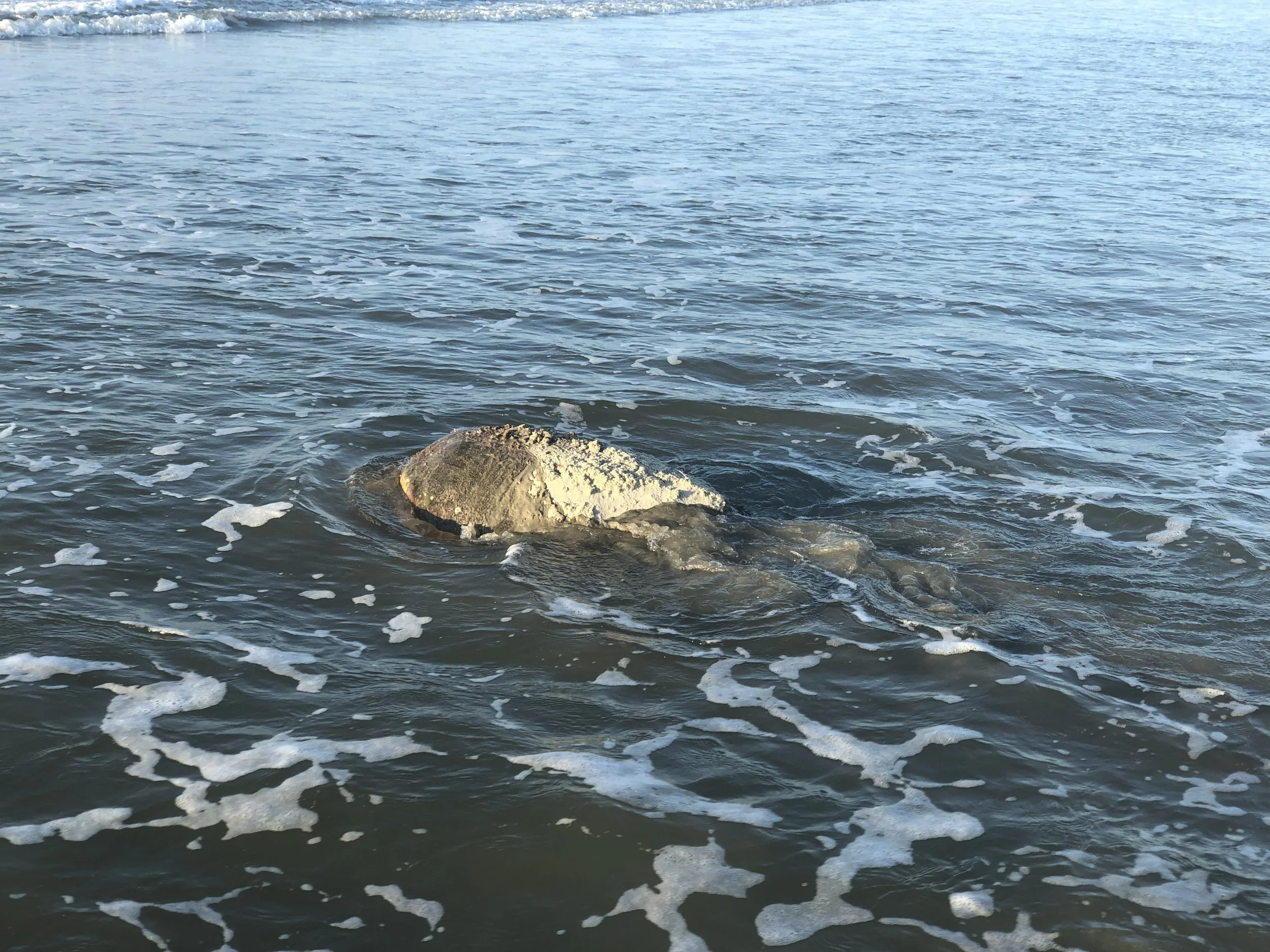 mama heading back to sea 5-20-19.jpeg