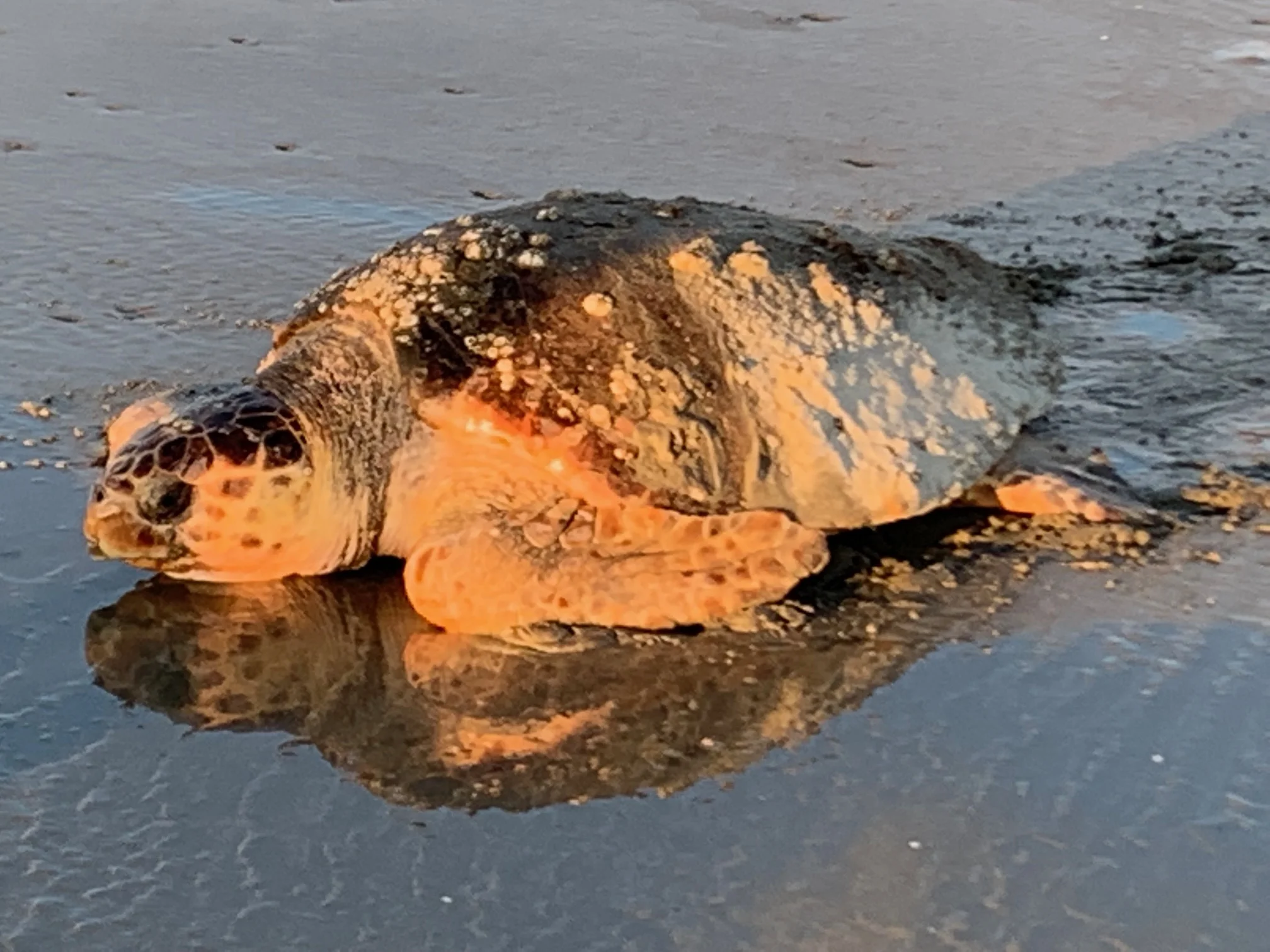 nest #70 - 19 mama on beach.jpeg