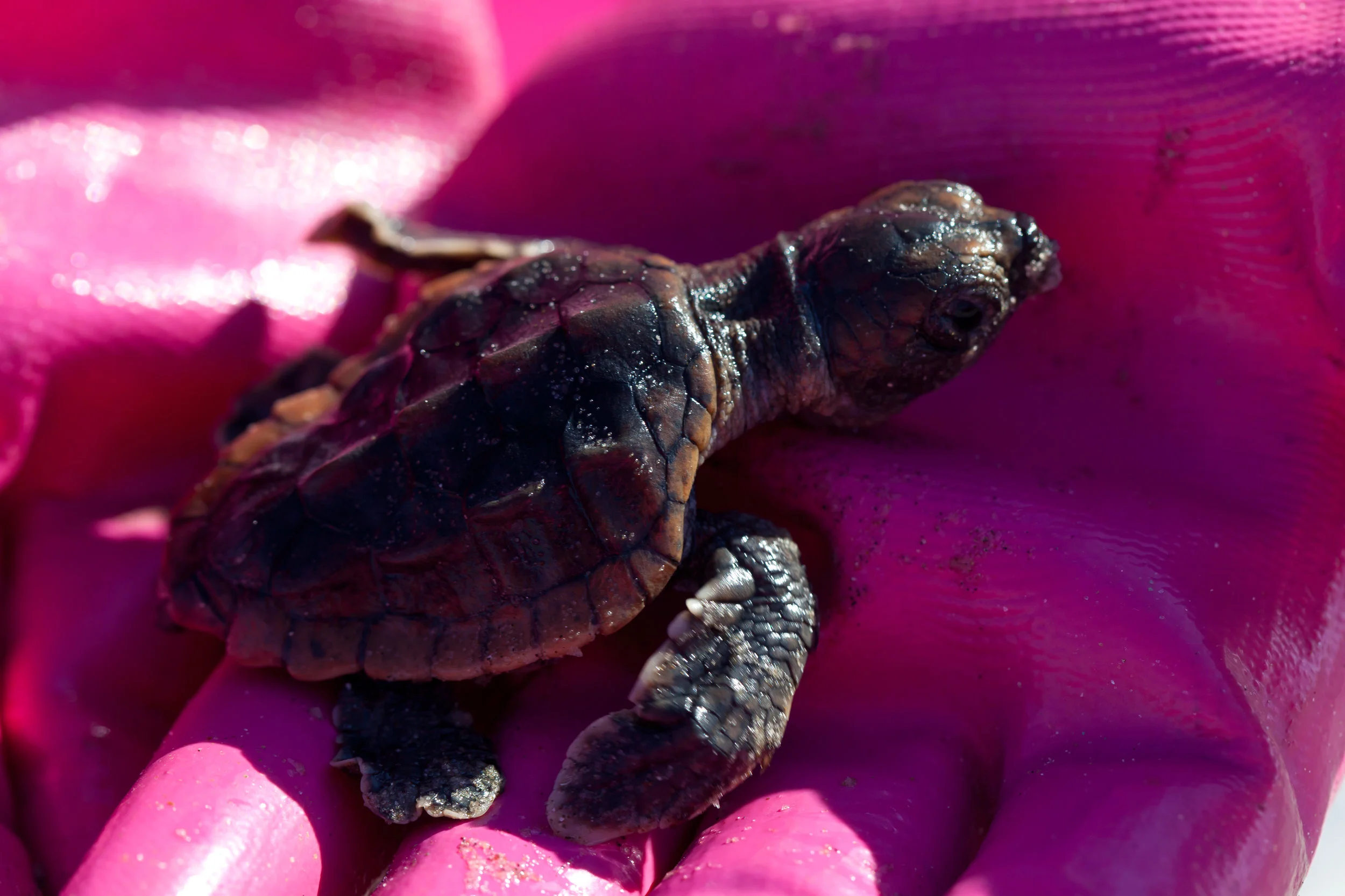 hatchling in hand 7-17.jpg
