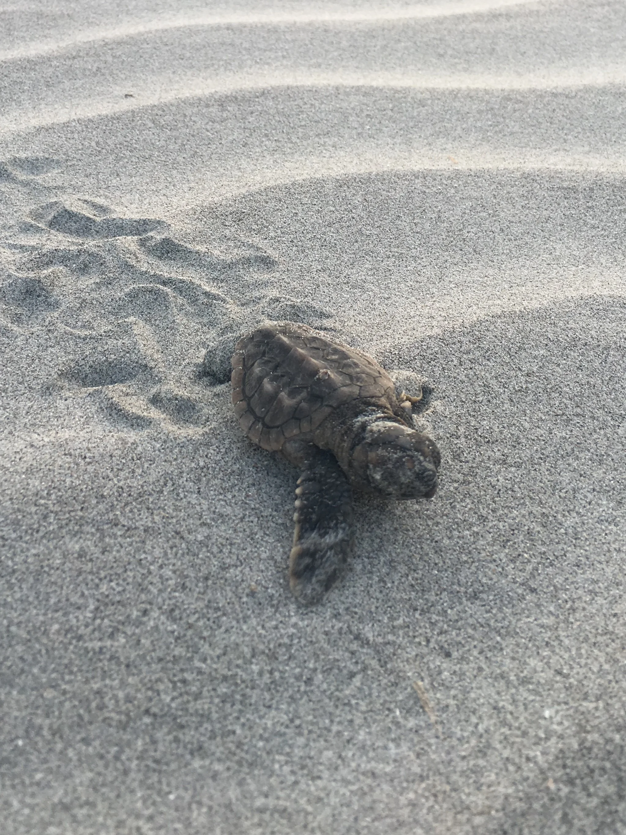 hatchling with tracks.jpeg
