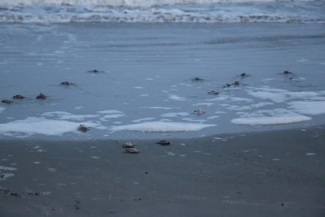 hatchlings head to sea 3 7-16.jpeg