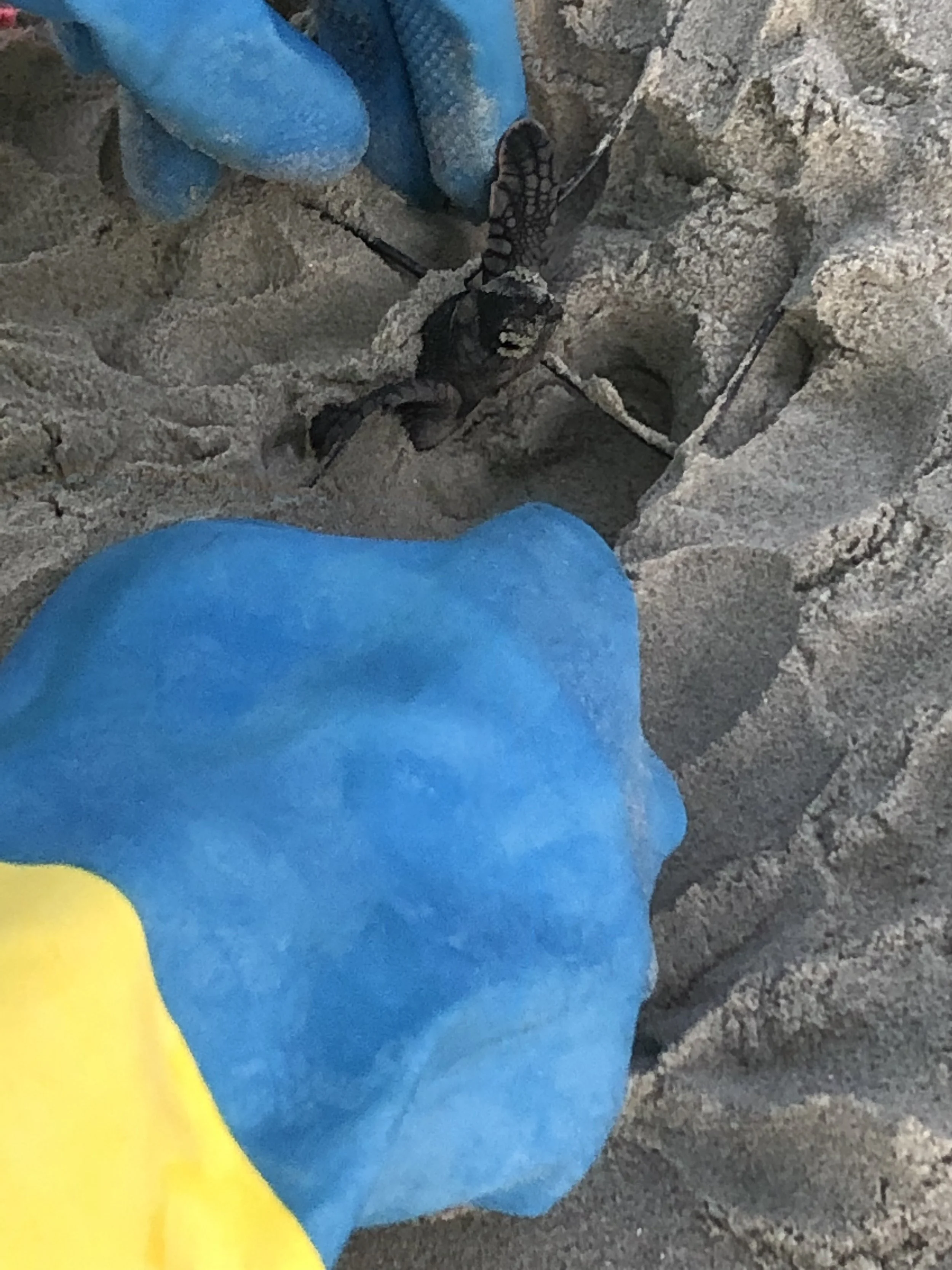 nest 77 - helping hands 8-27.jpg