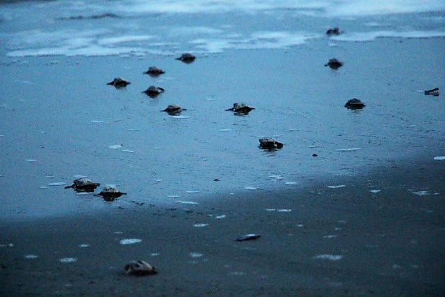 hatchlings head to sea 2 7-16.jpeg