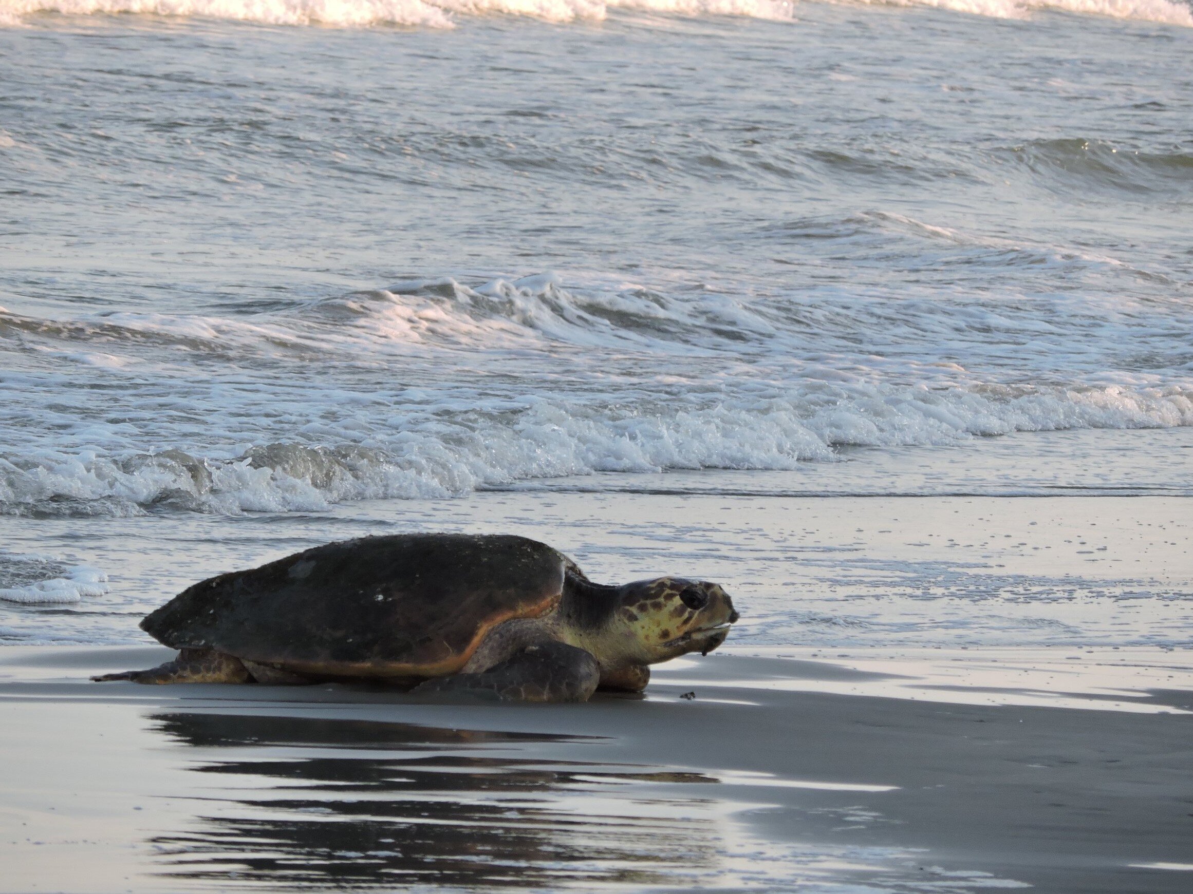 loggerhead+on+her+way+to+nest+-+7-20-16.jpg