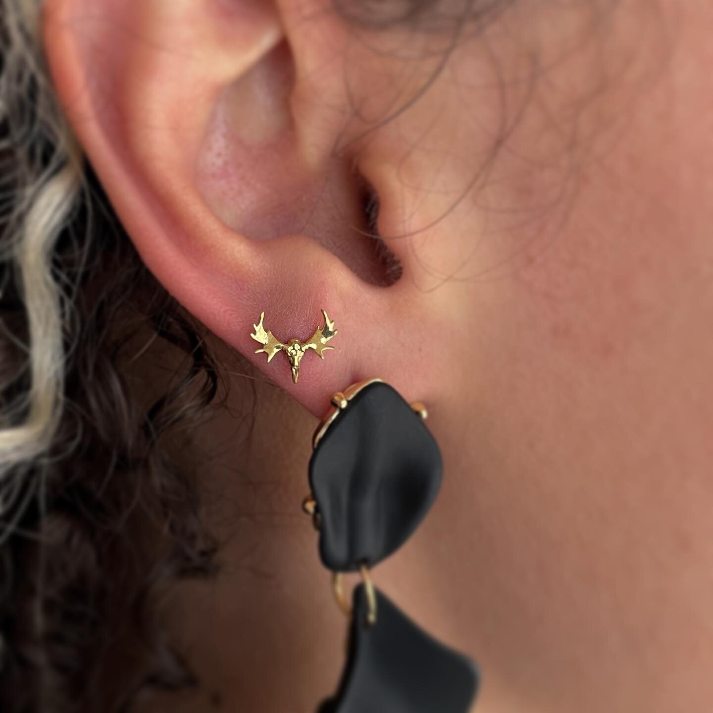 ✨not pierced by me✨ got the opportunity to upgrade some lobes today for her Beyonc&eacute; concert ✨18kt yellow gold Moose Skull from @anatometalinc ✨