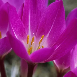 colchicine.jpg