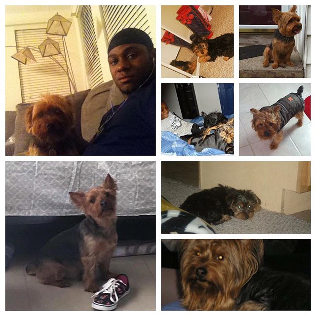 So today we had to say goodbye to a friend and family member. Due to the injuries suffered in the accident I was force to put him down. I'd like to thank the people that donated money it all will go to final cost 6/28/07-12/28/16 #RipZo
