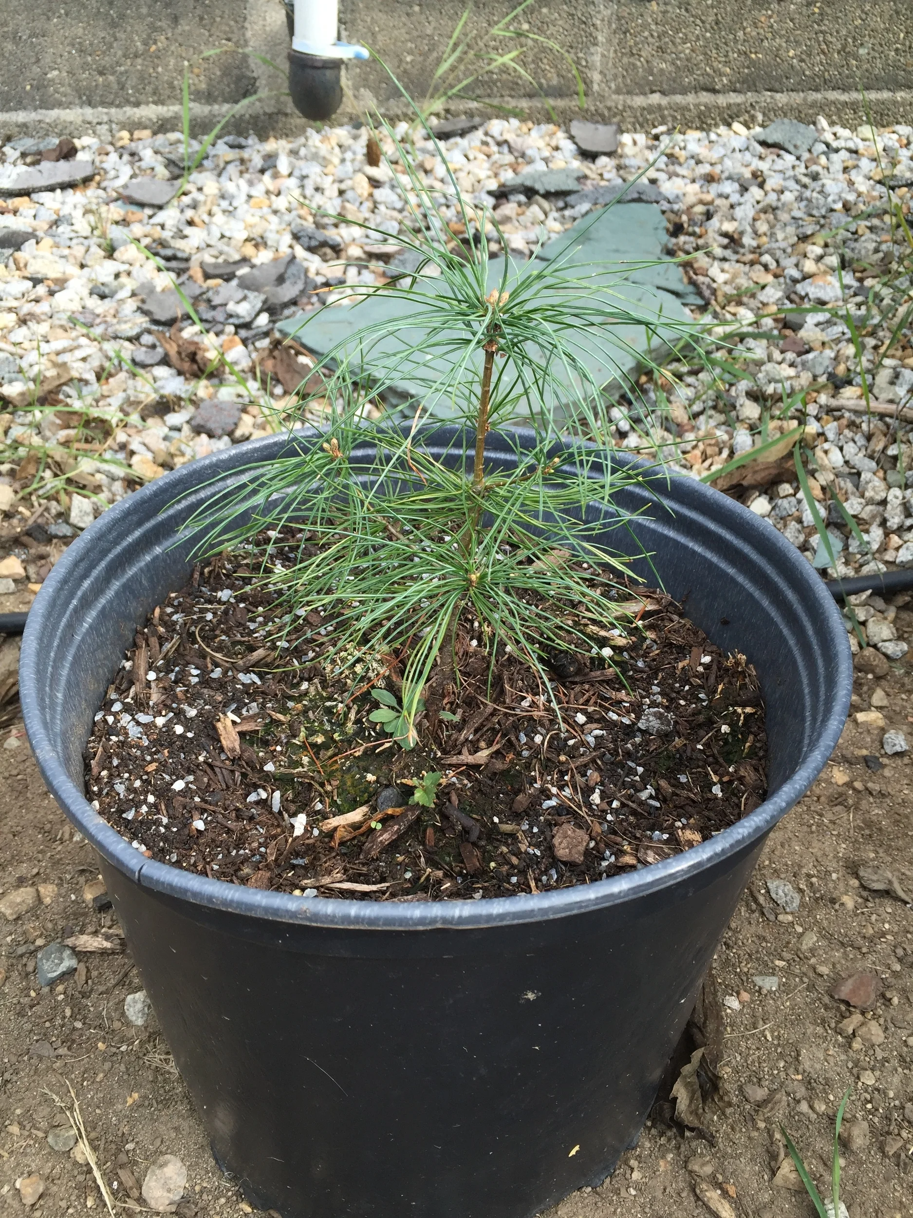 king-pine-tri-pine-tree.jpg