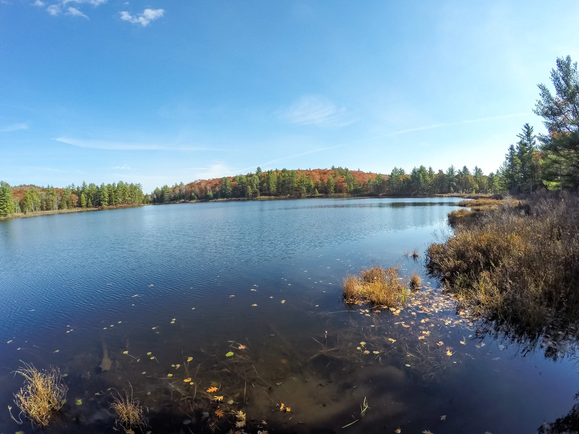 Trout Pond located in Freedom Town Forest, NH