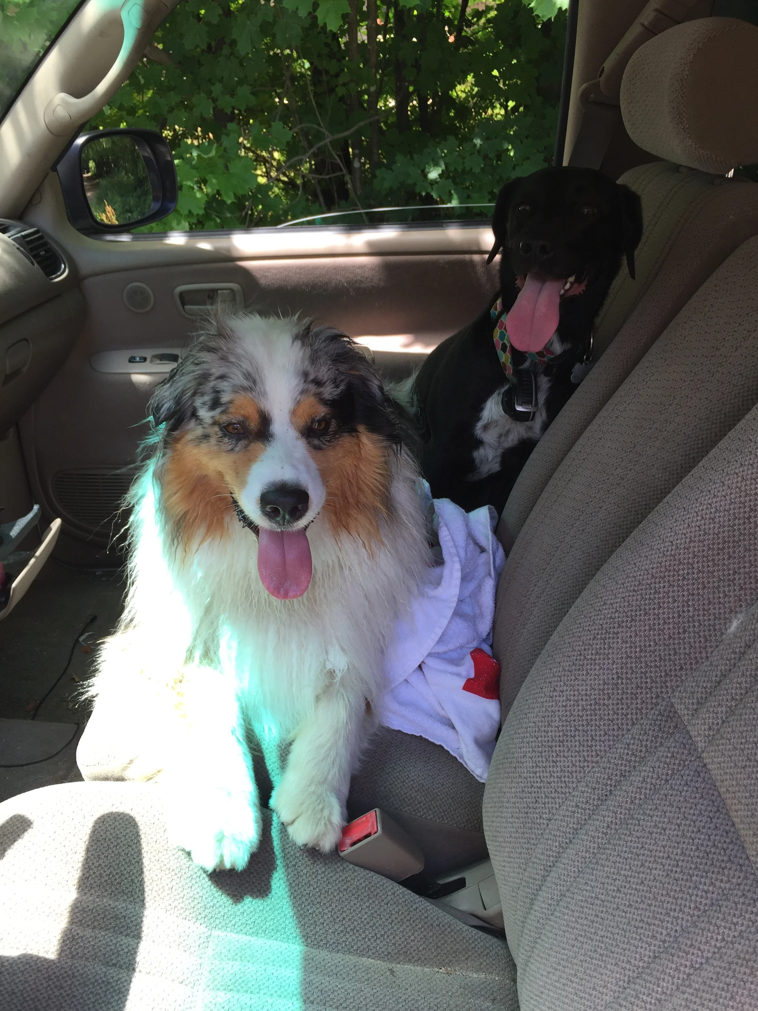 Post-run pups.