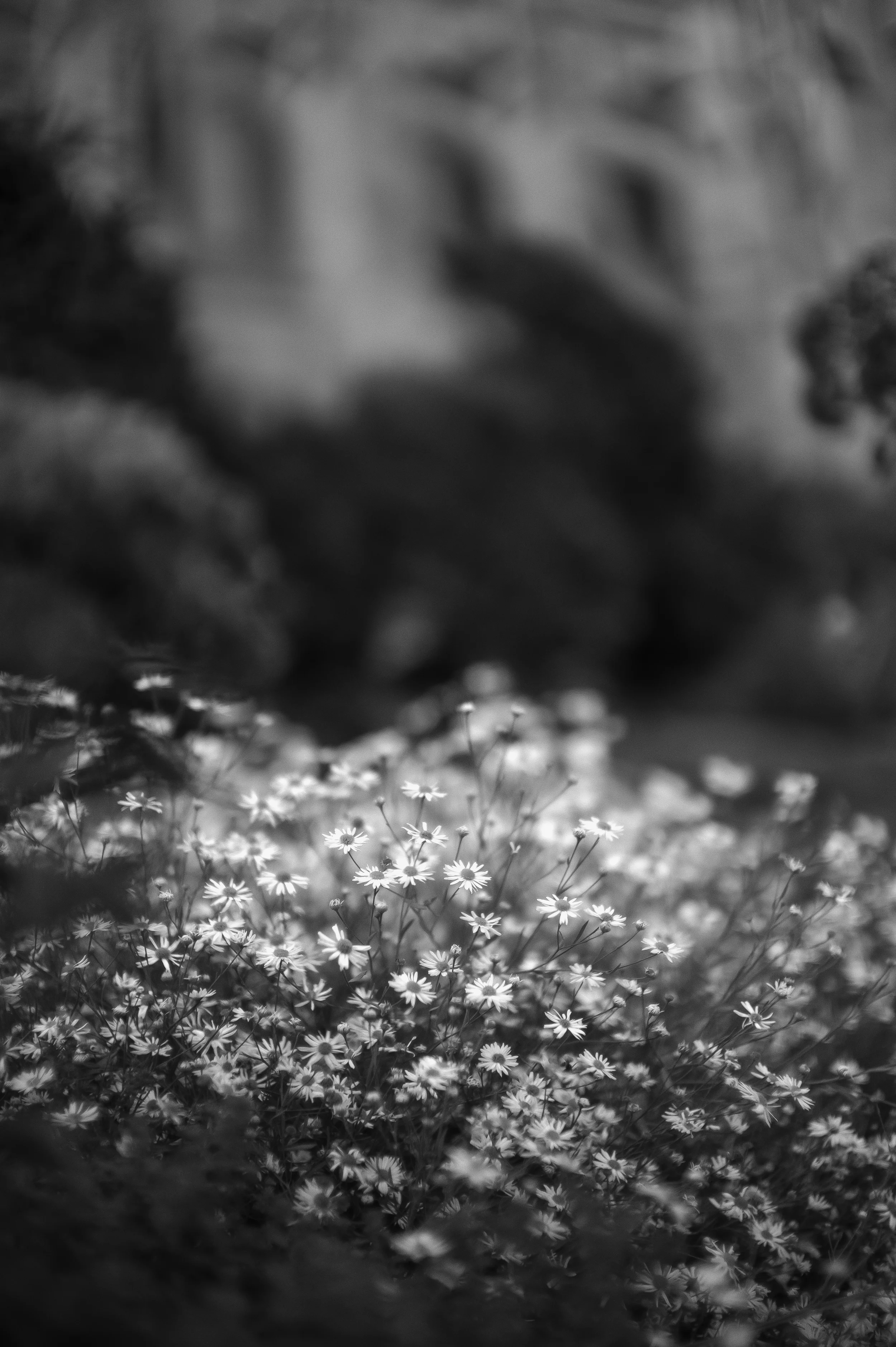 SquareSpace Gardens Of Washington DC-2.jpg