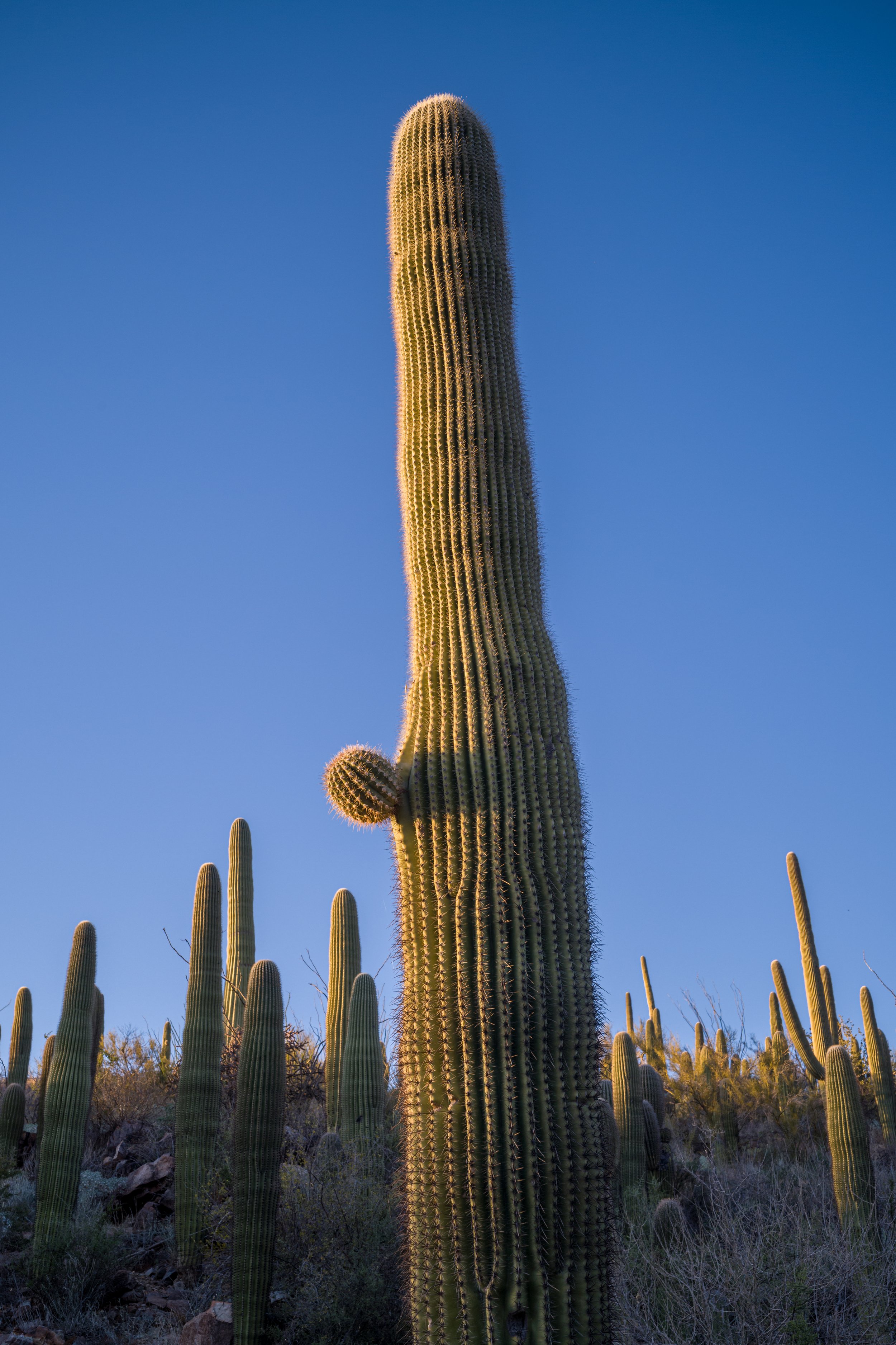 In Saguaro National Park West, in Tucson.