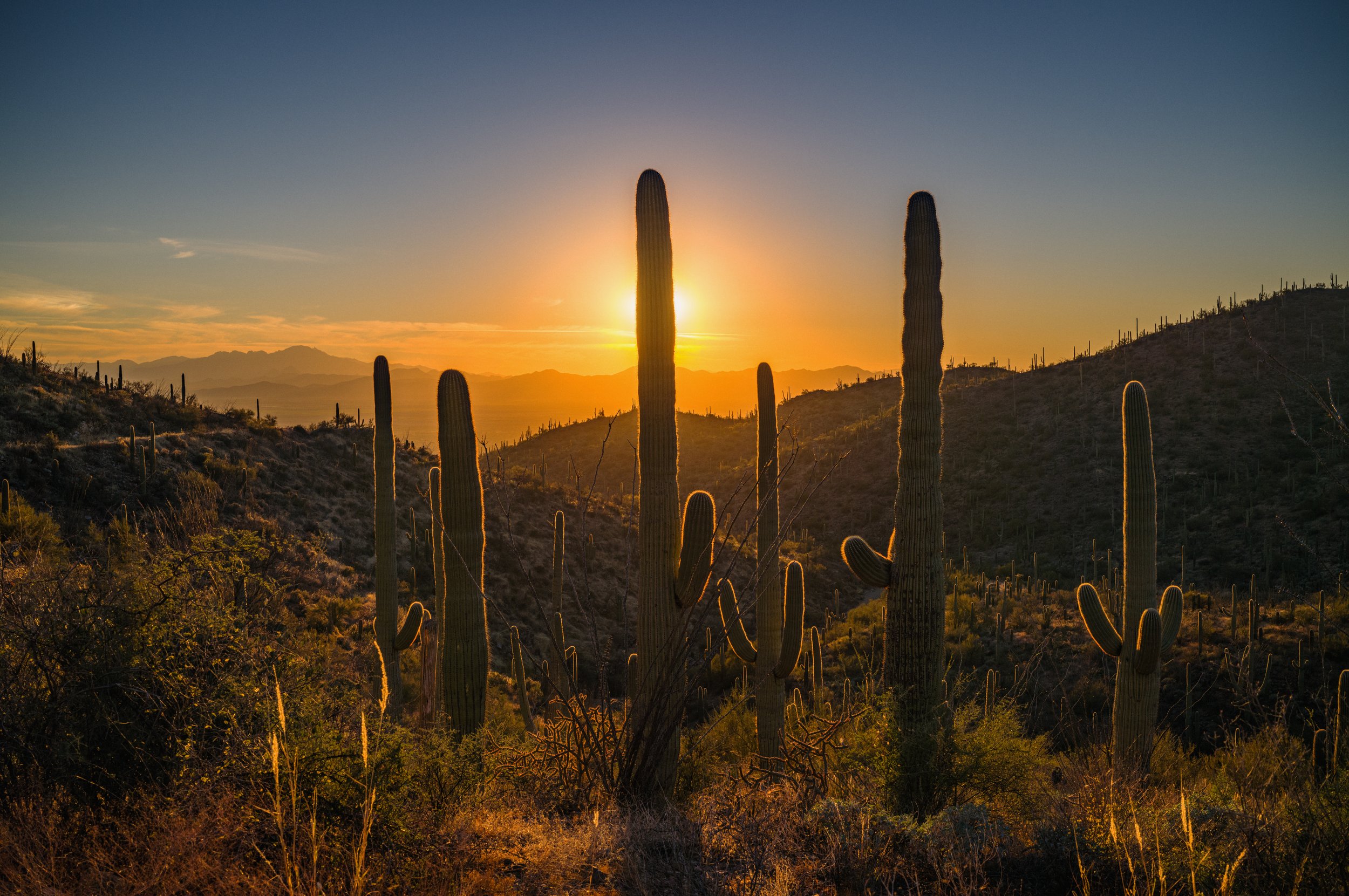 Saguaro National Park West at sunset.