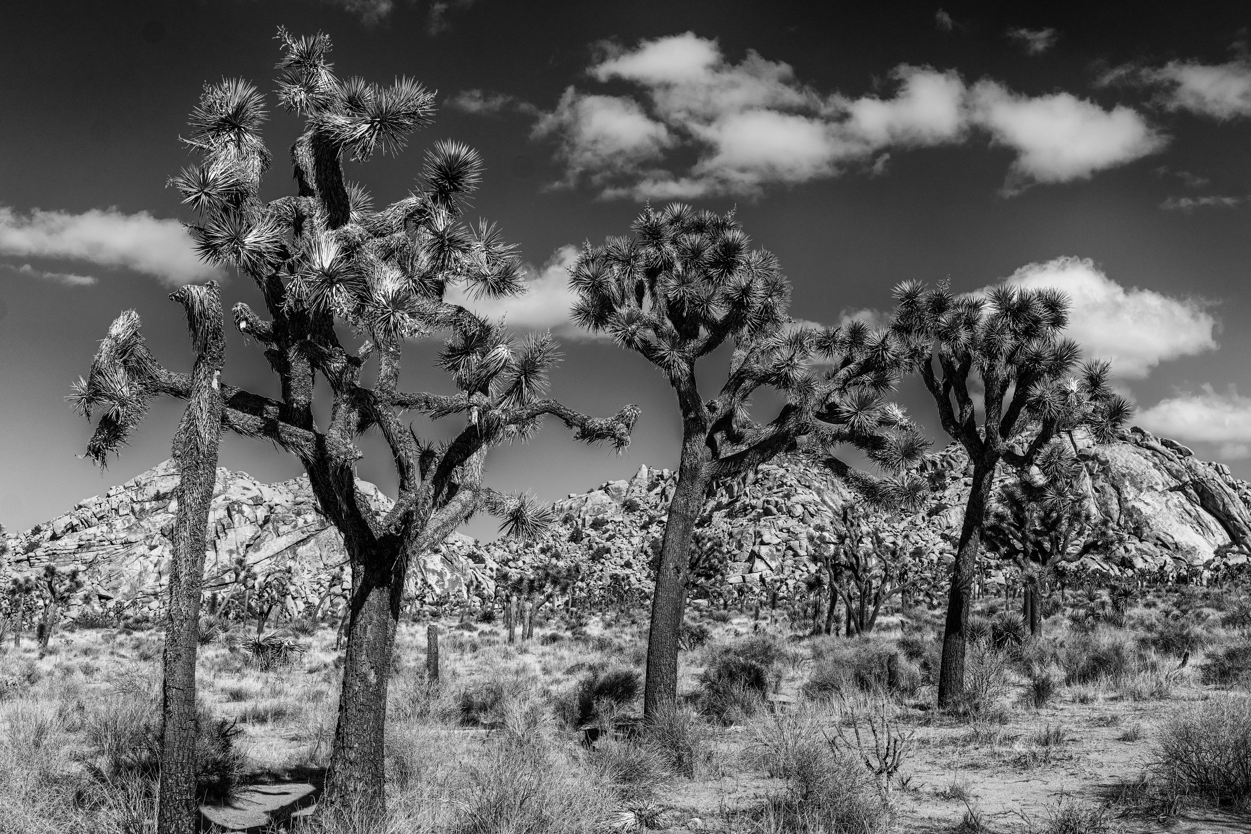 Joshua Tree National Park