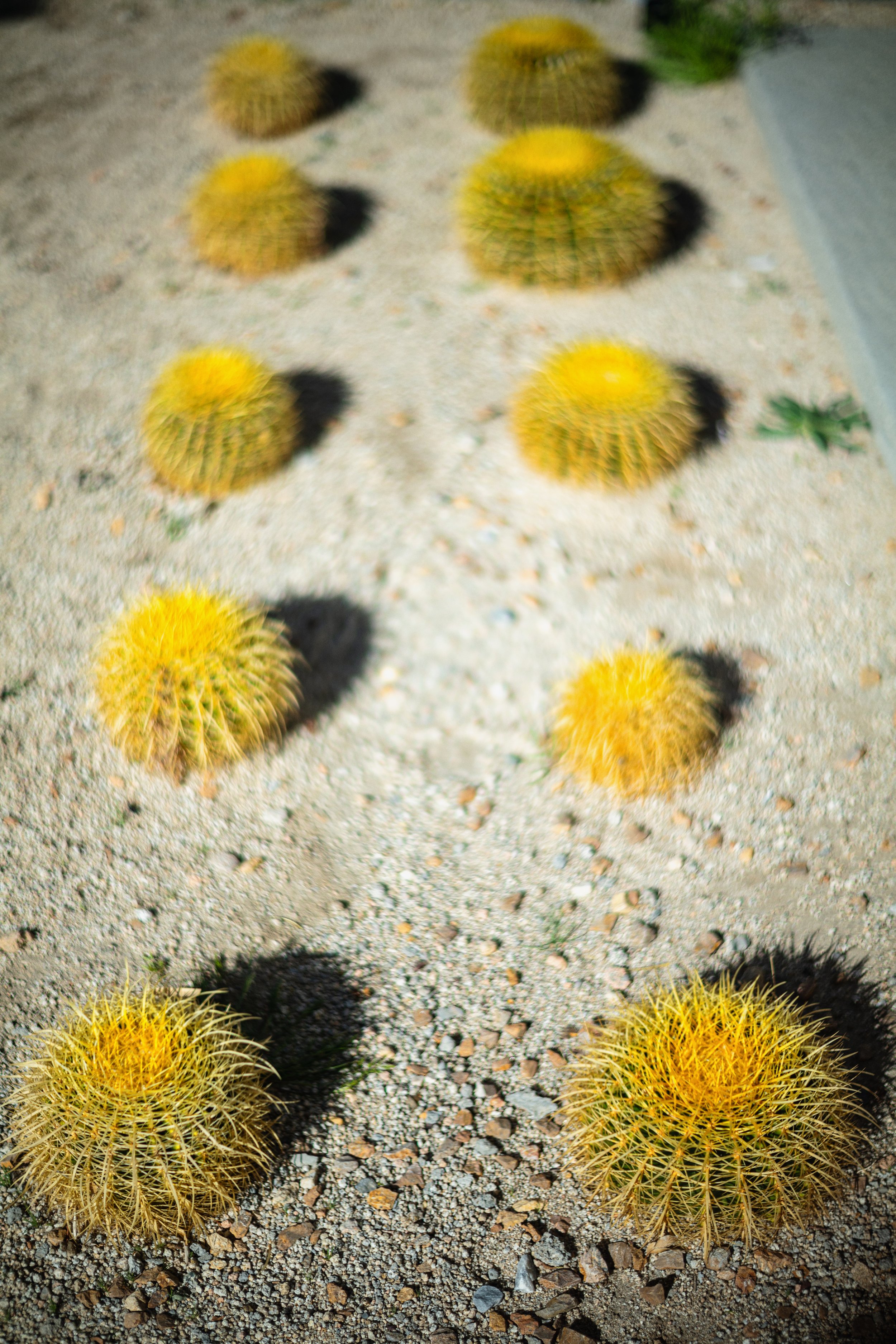 Cacti, Yucca Valley