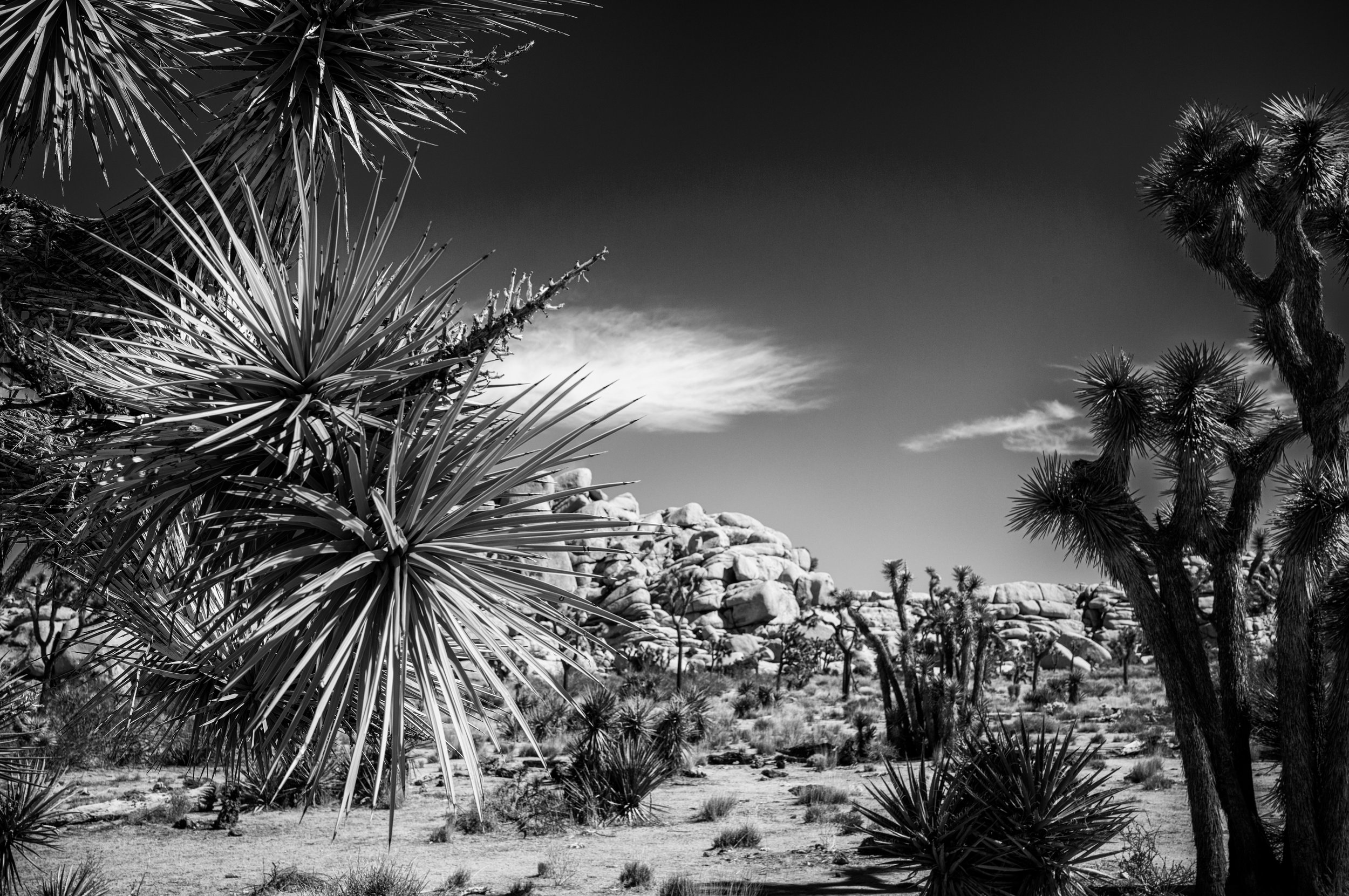 In Joshua Tree National Park