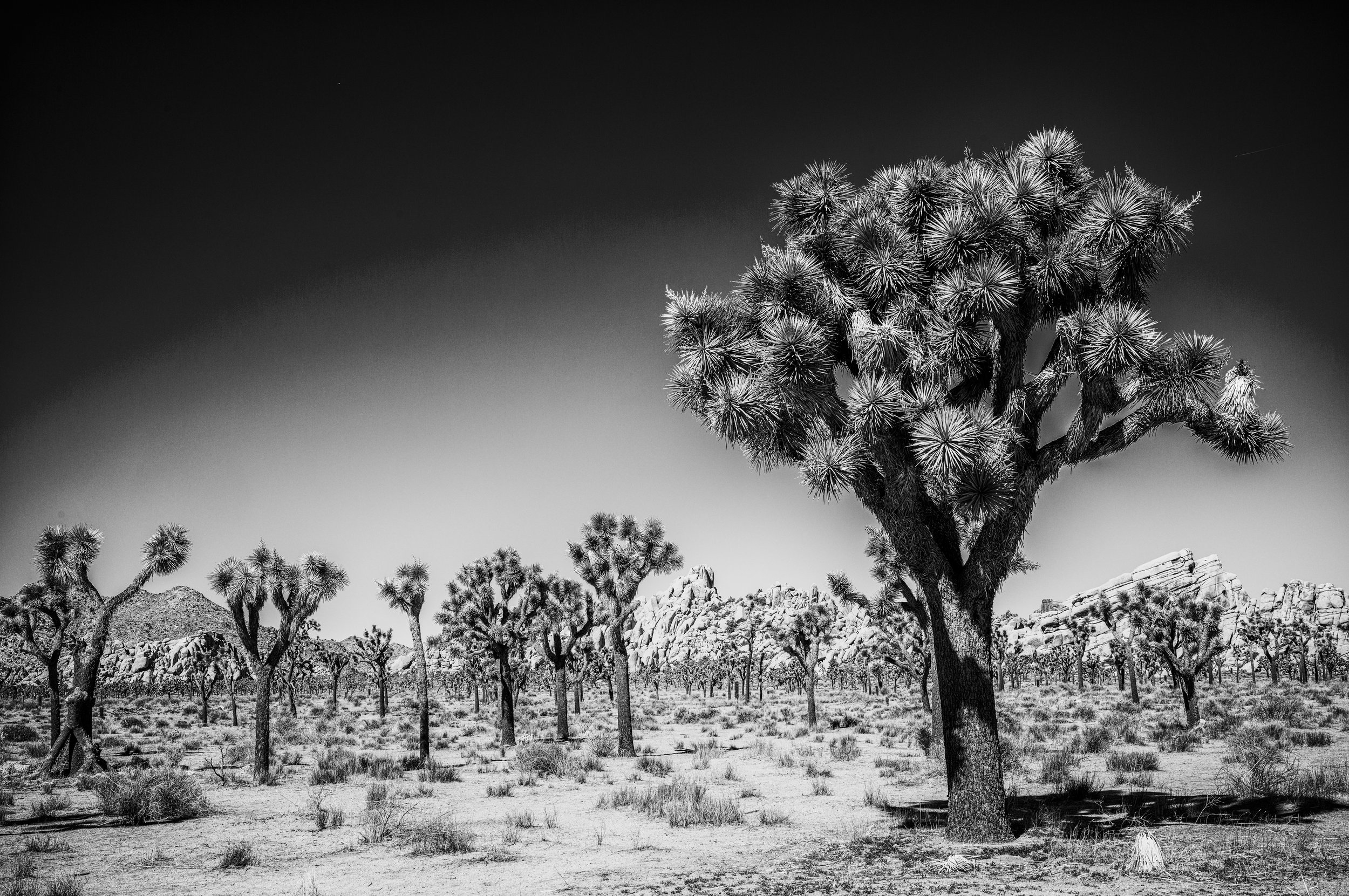 Joshua Treet National Park