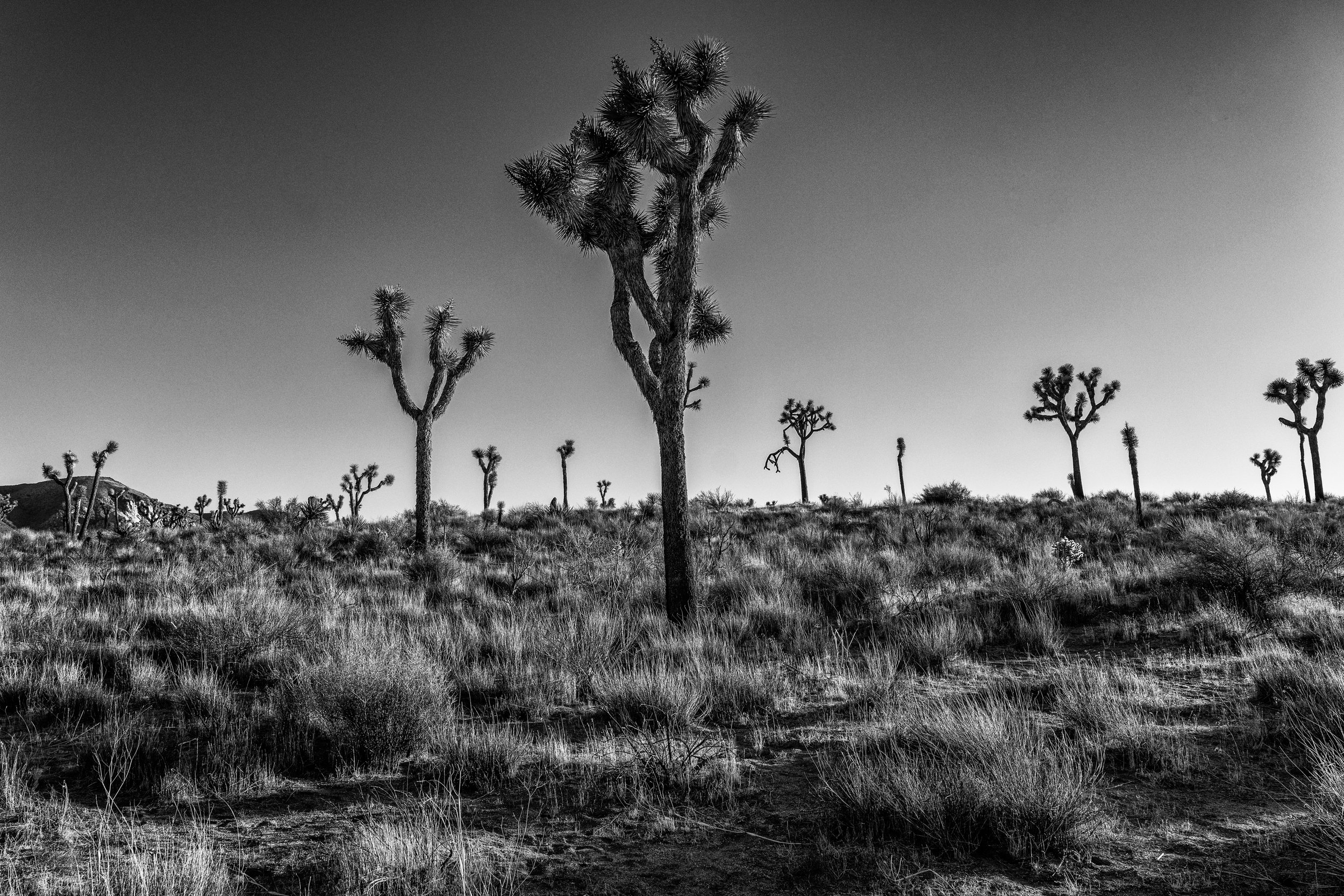 Joshua Tree National Park