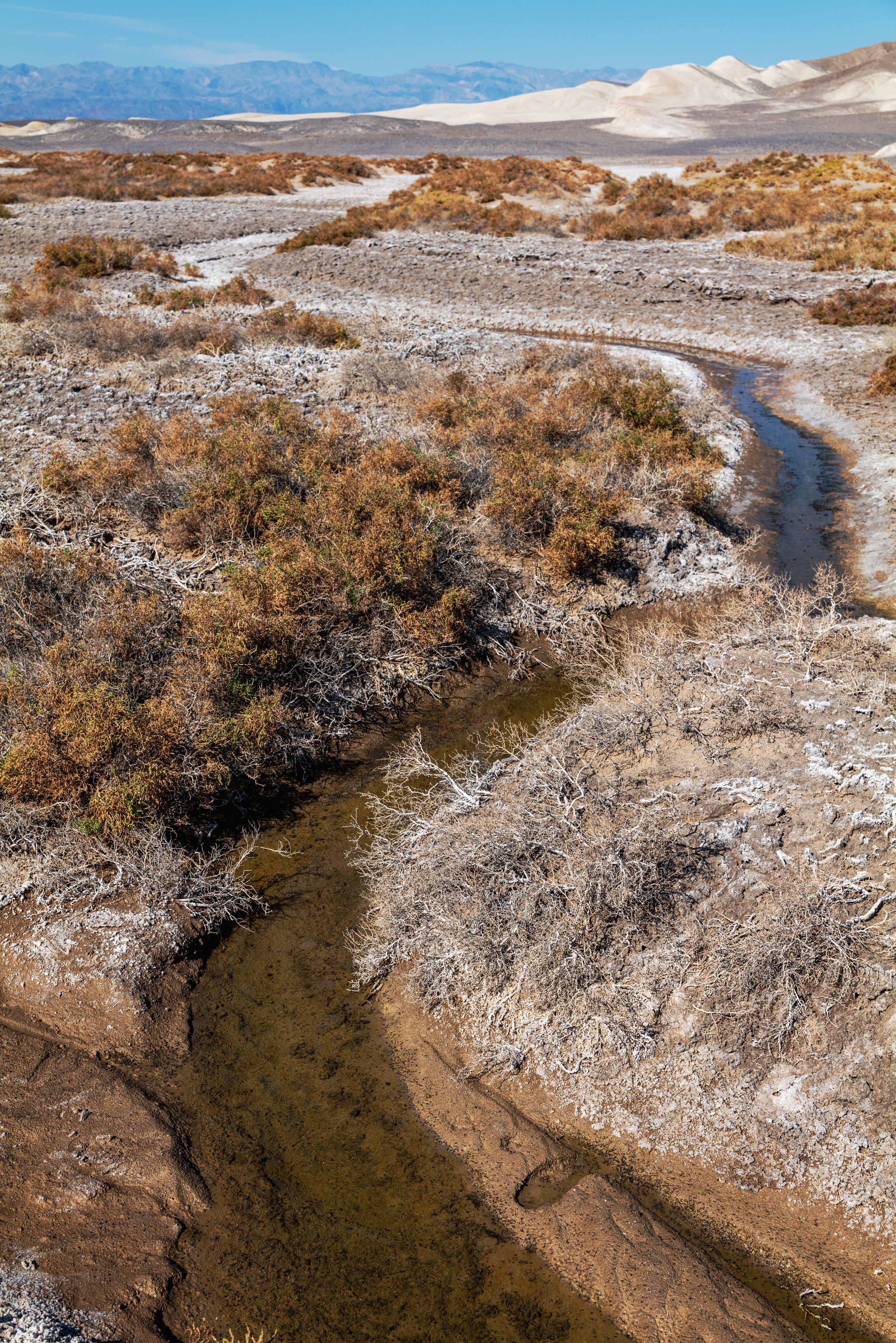 Salt Creek, Death Valley